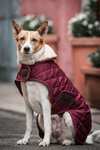 Cappotto per cani Kentucky Dogwear impermeabile