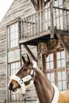 Kentucky Horsewear Velvet Coperta da concorso per pony, 160 gr