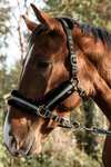 Mountain Horse capezza regolabile con pelliccia sintetica