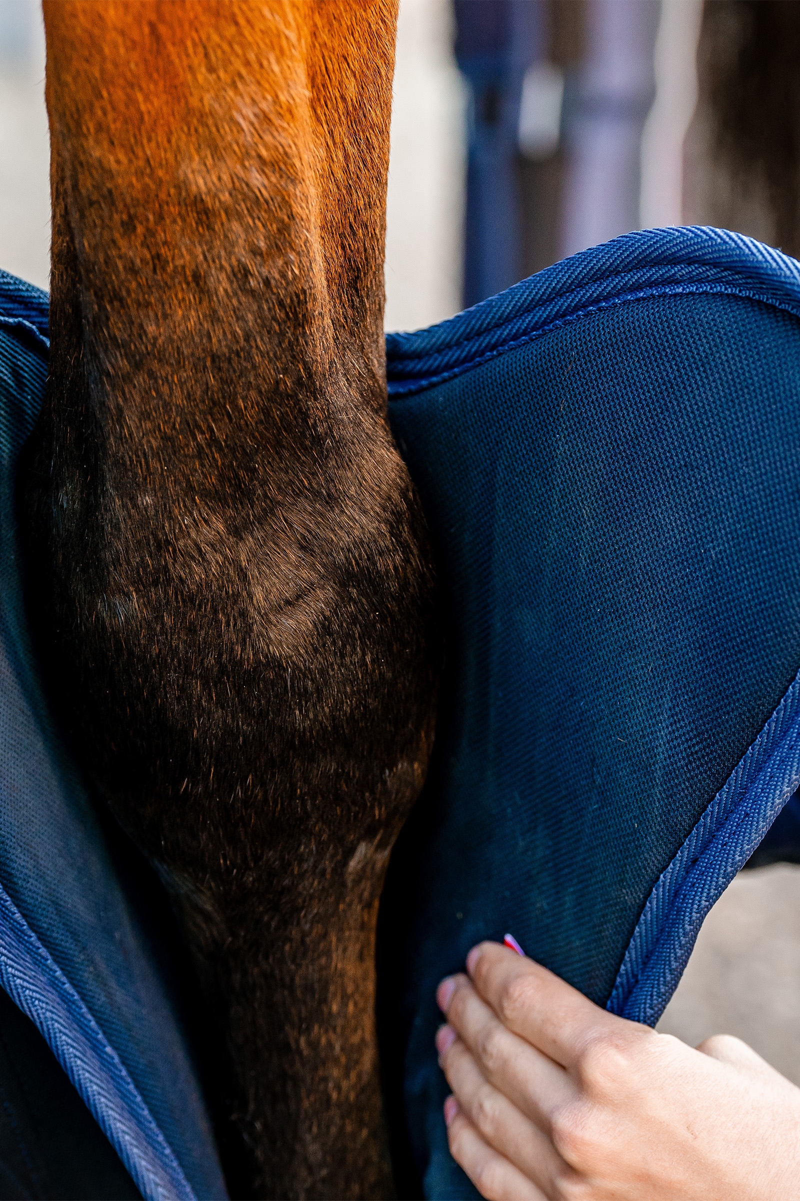 Horseware Signature Gambali da Trasporto