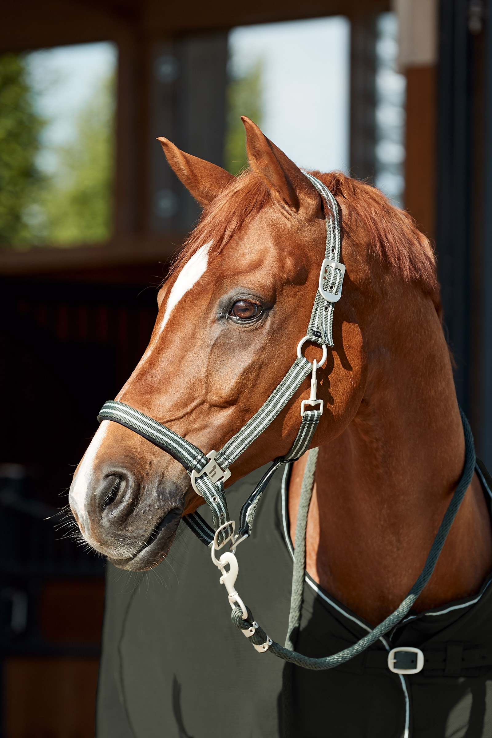 Horze Bari Set Capezza e longhina