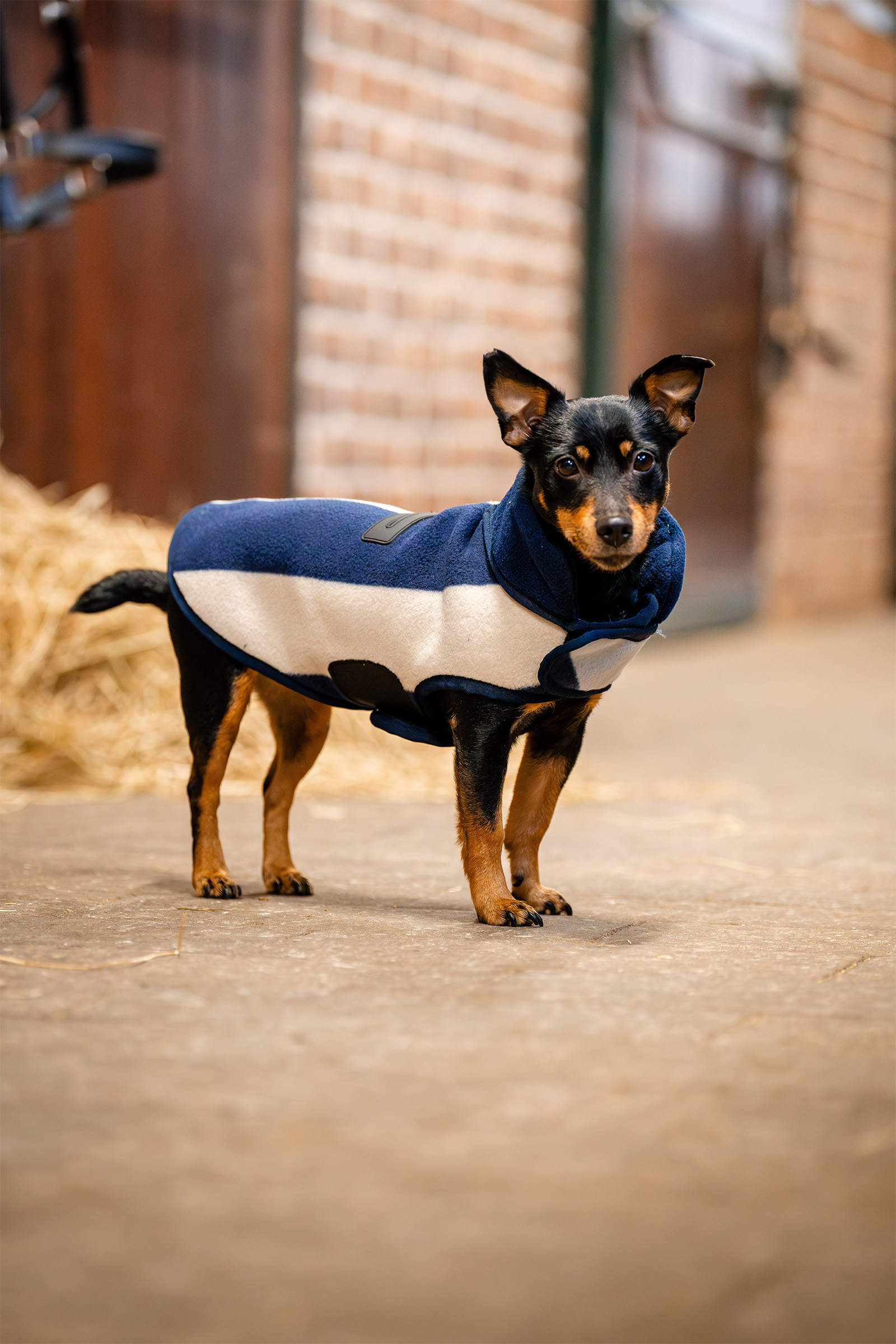 Coperta in pile per cani Horseware Signature