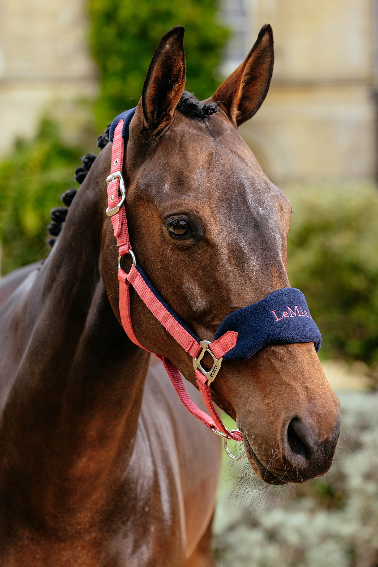 LeMieux Vogue cavezza e longhina set