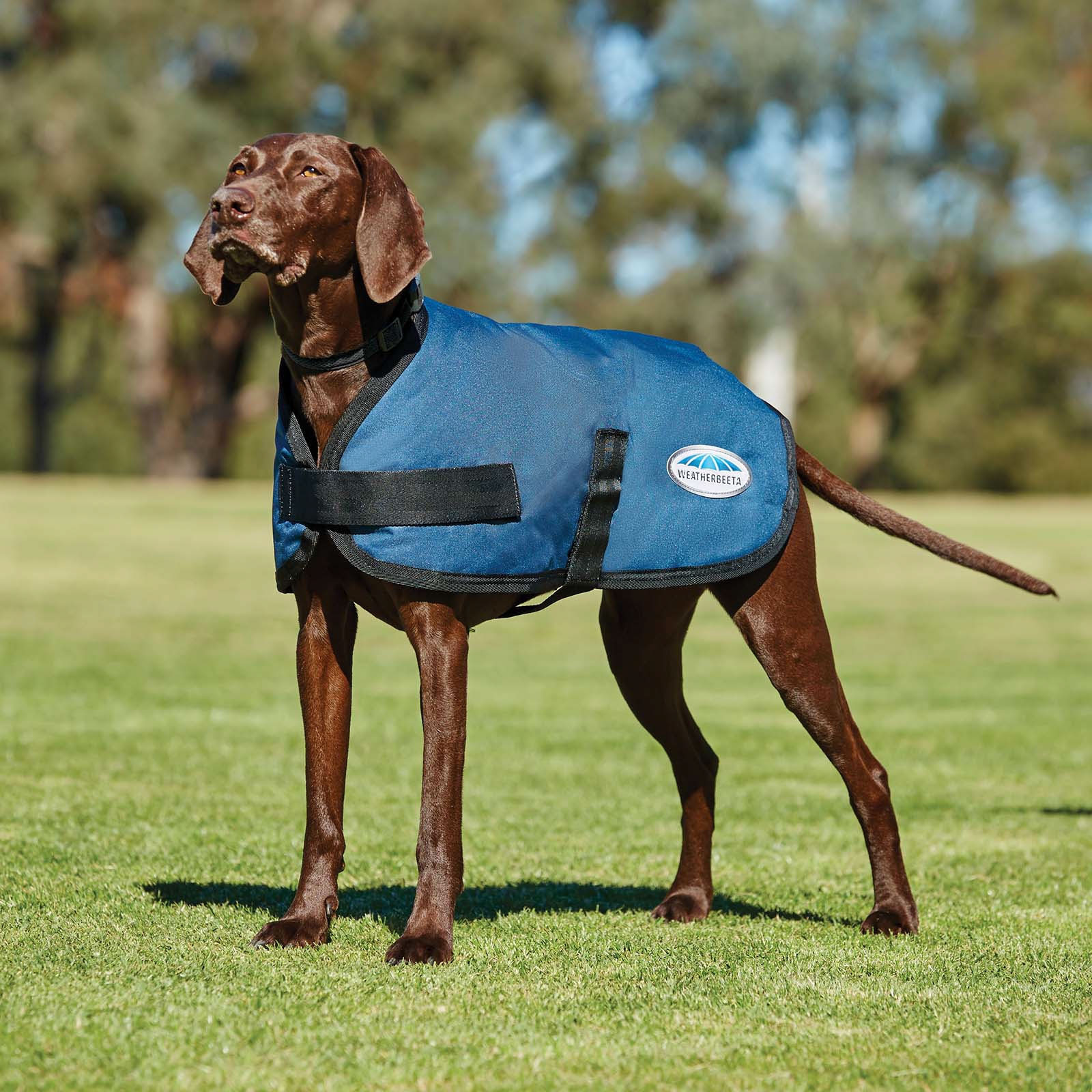 Weatherbeeta Comfitec Cappotto per cani, modello classico (45-80 cm)