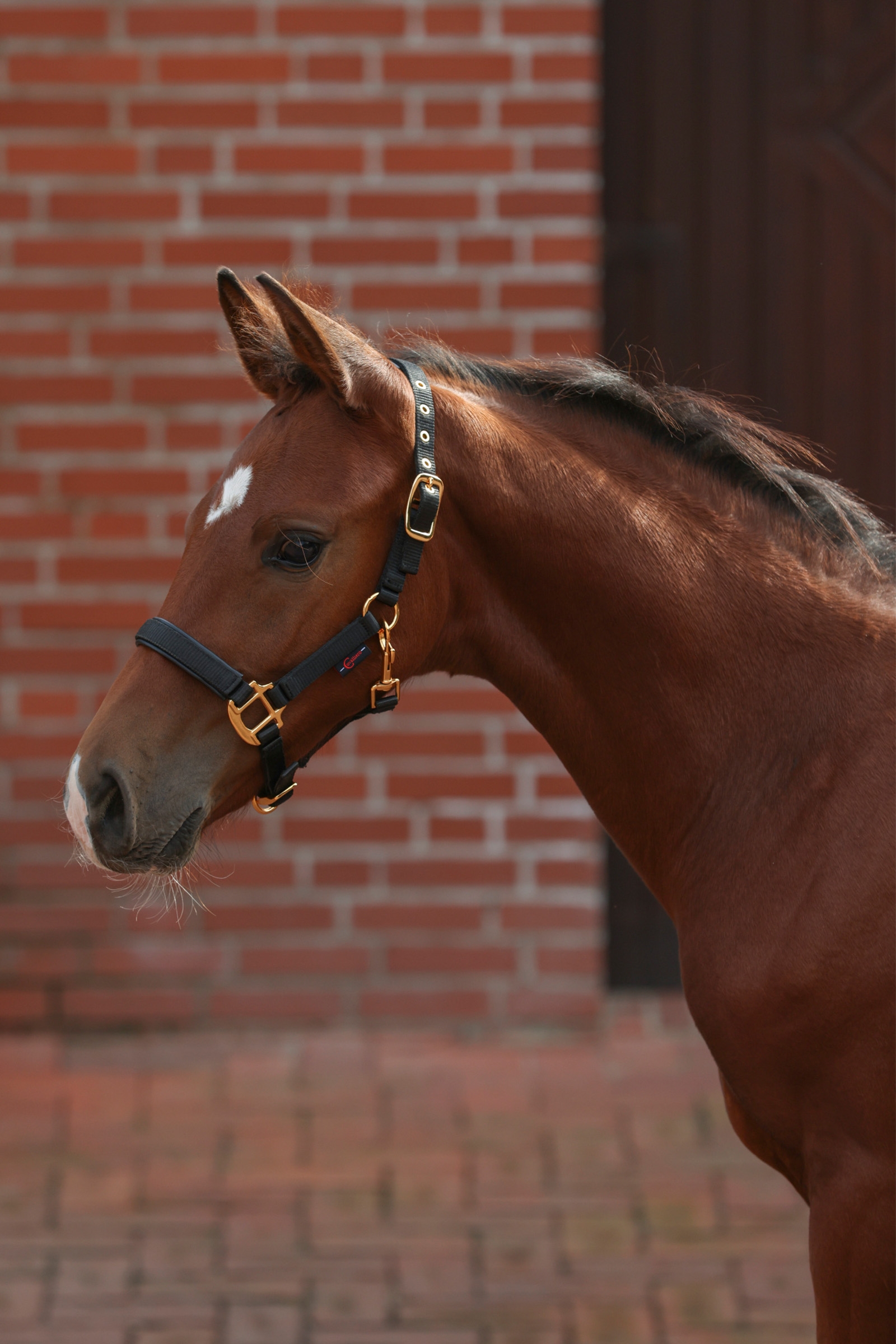 Covalliero TopLine Cavezza per puledri