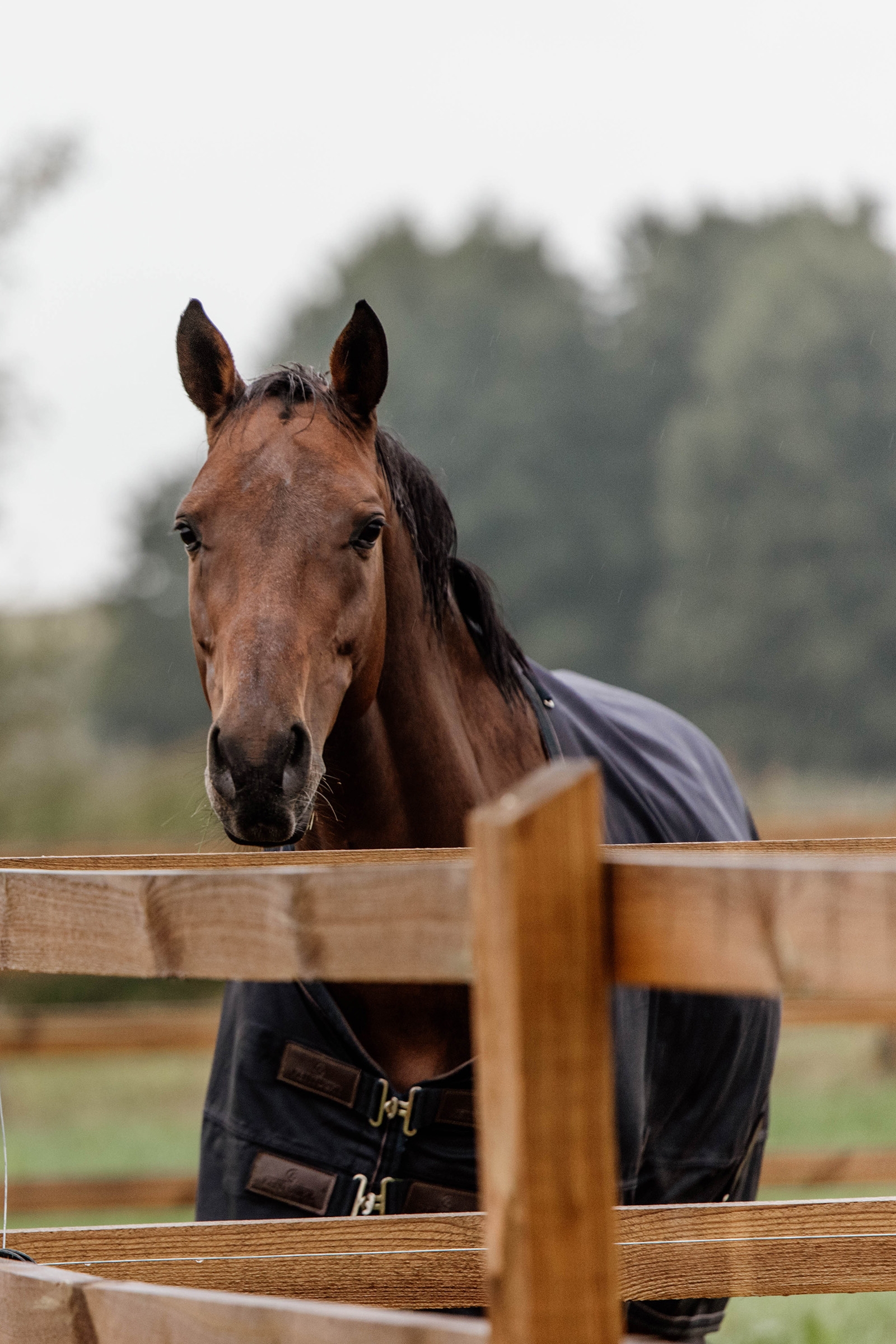 Tappeto Kentucky Horsewear Turnout per tutte le stagioni, 300 g