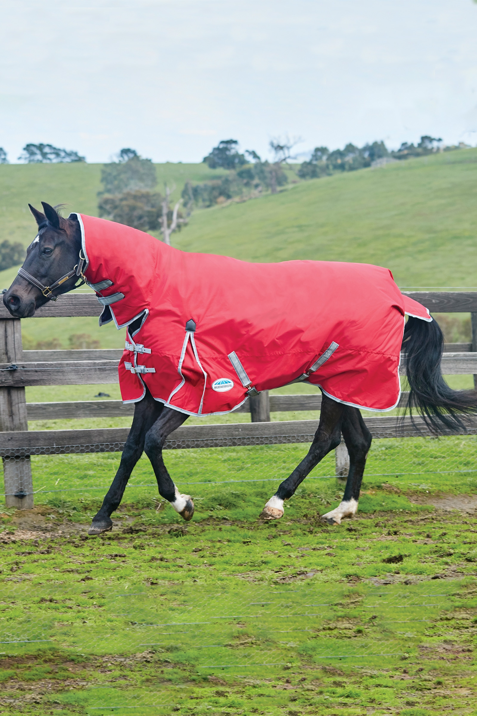 Weatherbeeta Comfitec Classic Coperte per cavalli con collo integrato, 50g