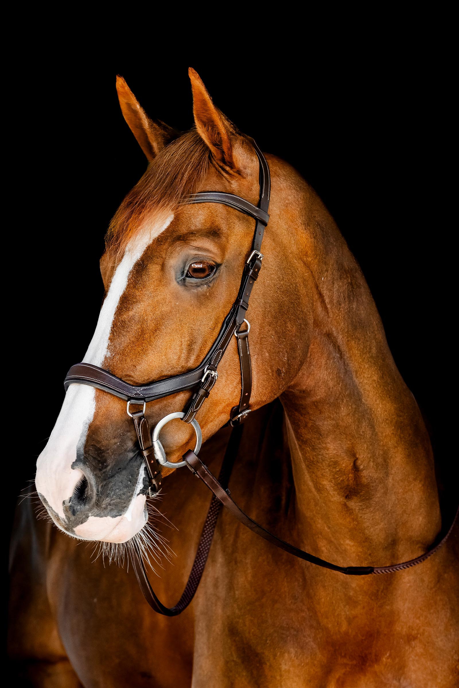 Horseware Rambo Micklem testiera da competizione