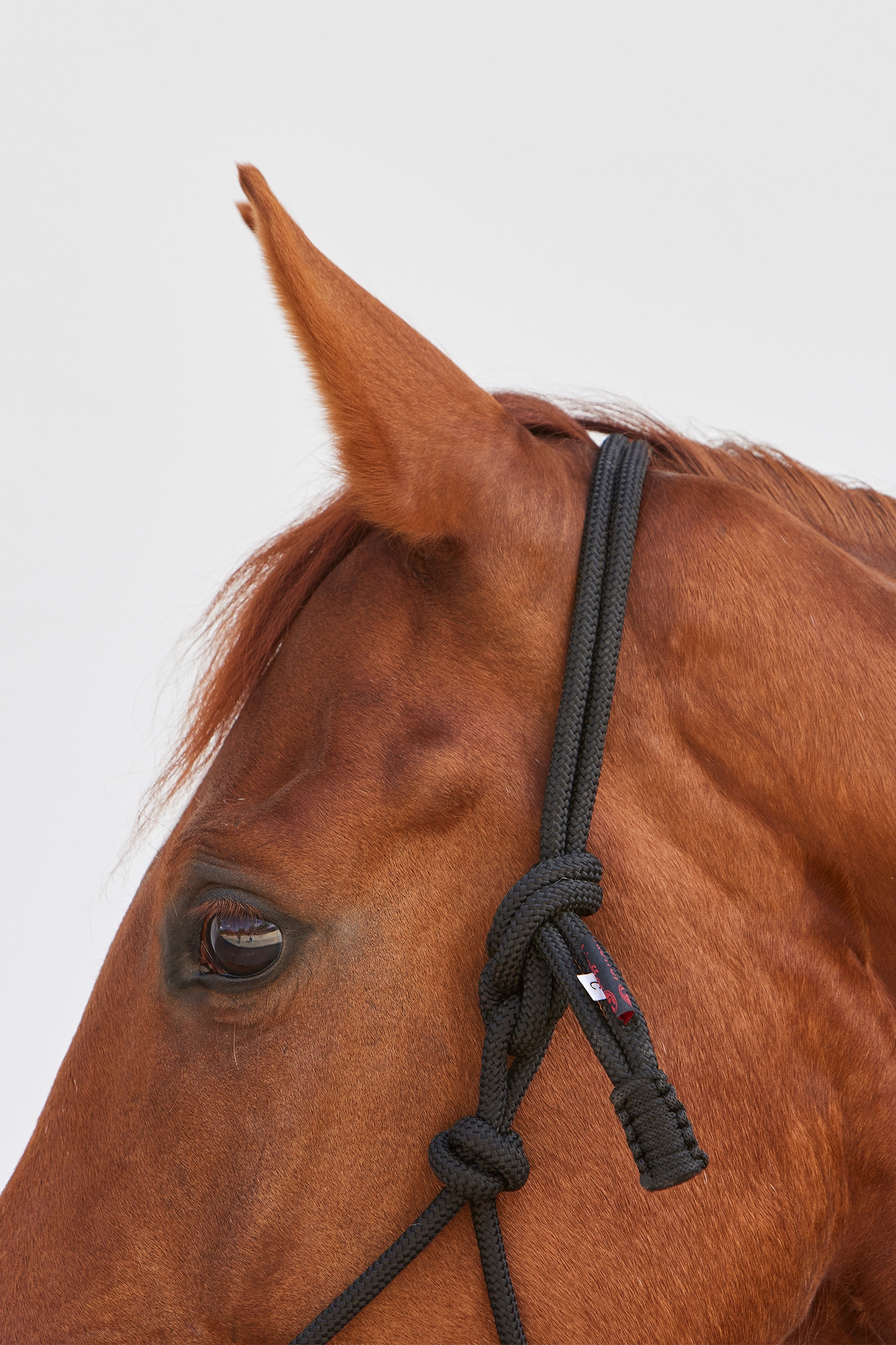 Kieffer Ruby Rope Cavezza