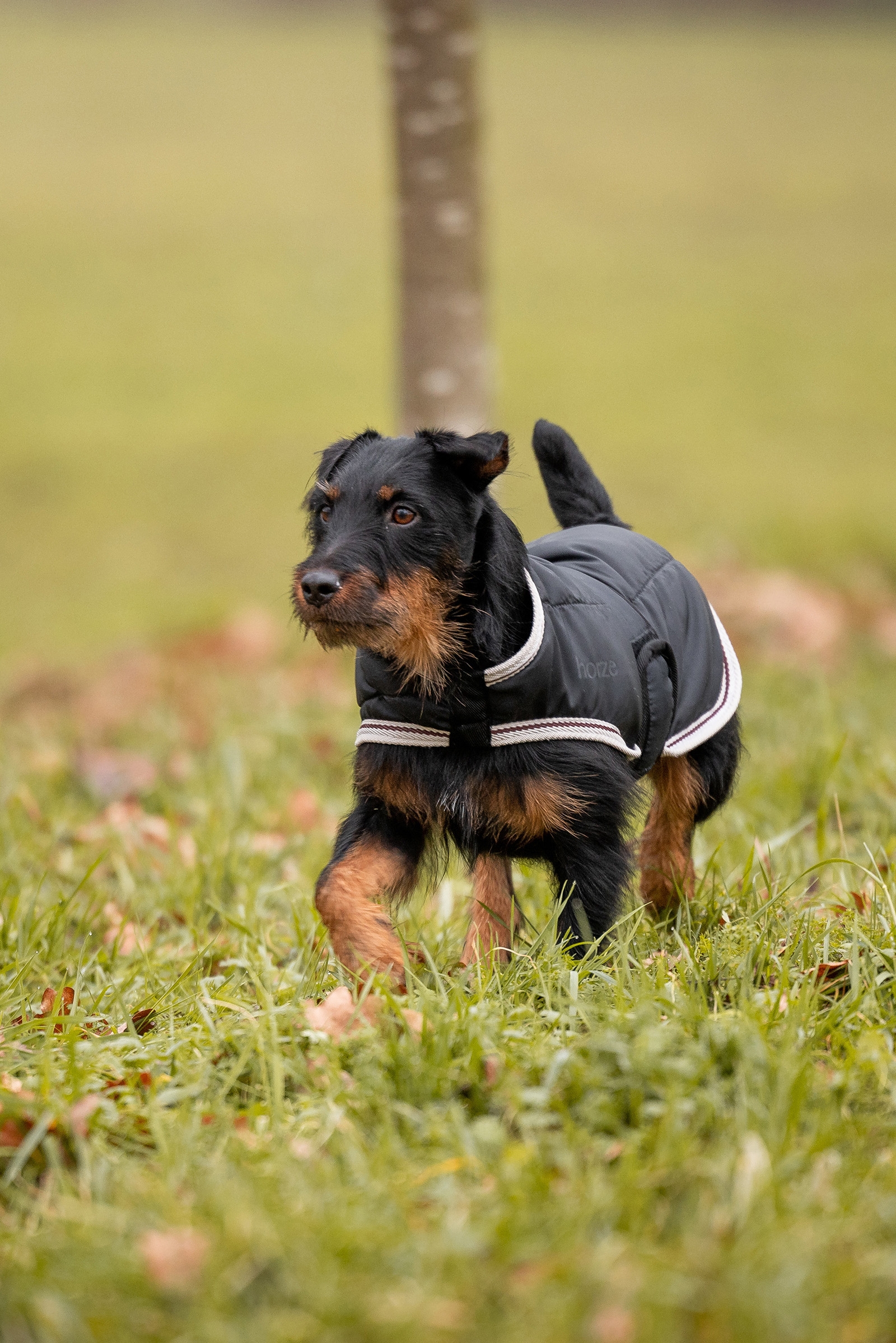 Horze Sudbury Coperta per cani 2 in 1 0 gr, 100 gr