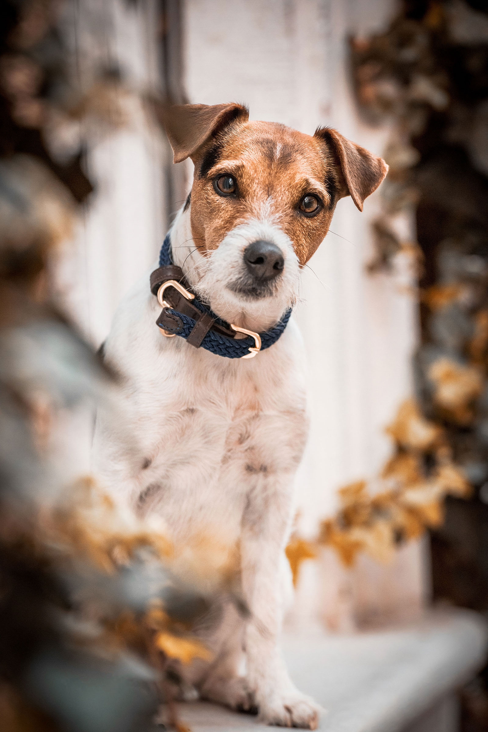 Collare per cani in nylon intrecciato Kentucky Dogwear