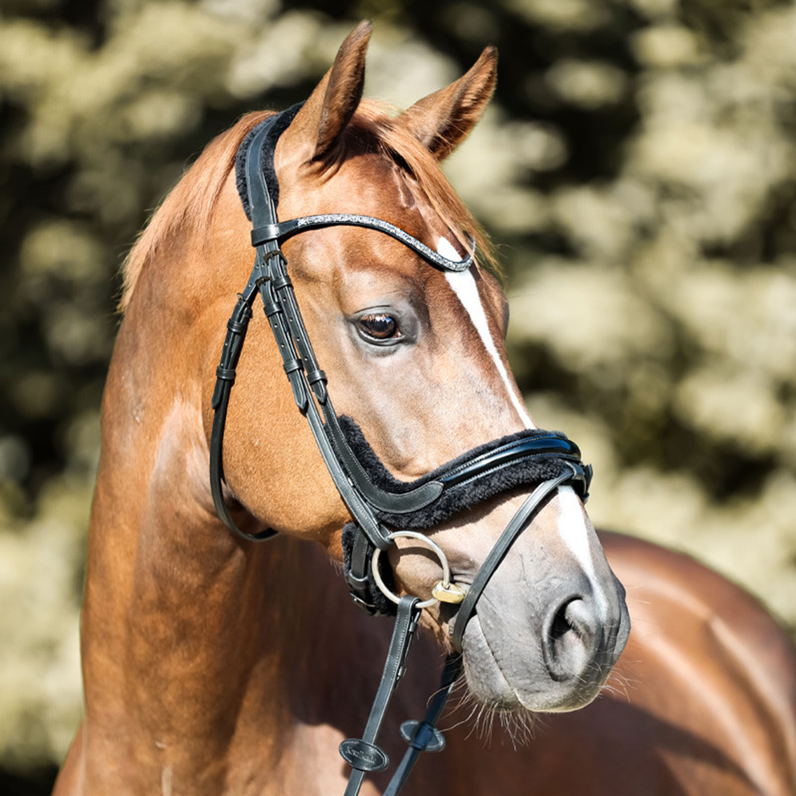 Kavalkade Ivella KavalSH4 Briglia