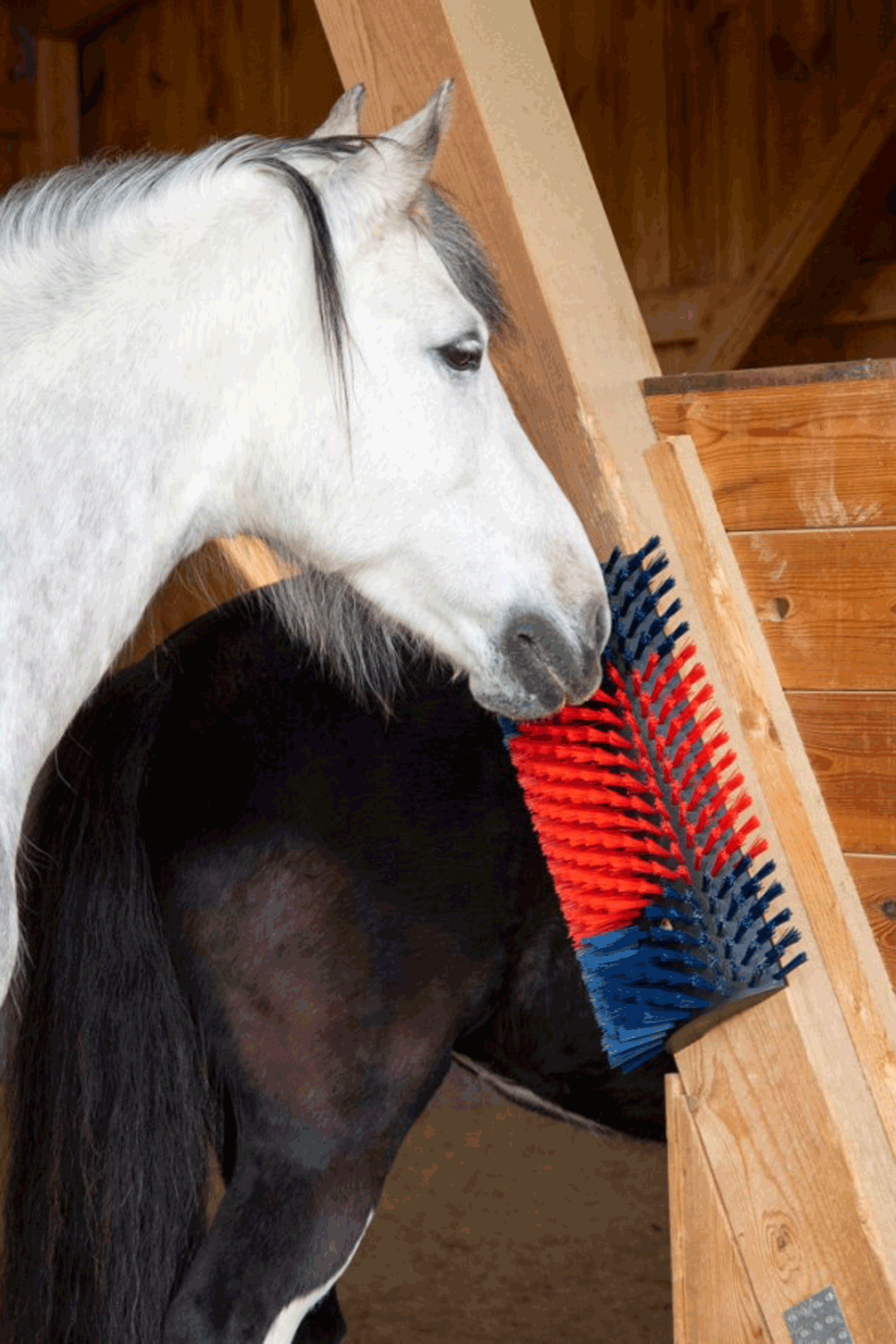 Spazzola grattante XL Kerbl, rotonda