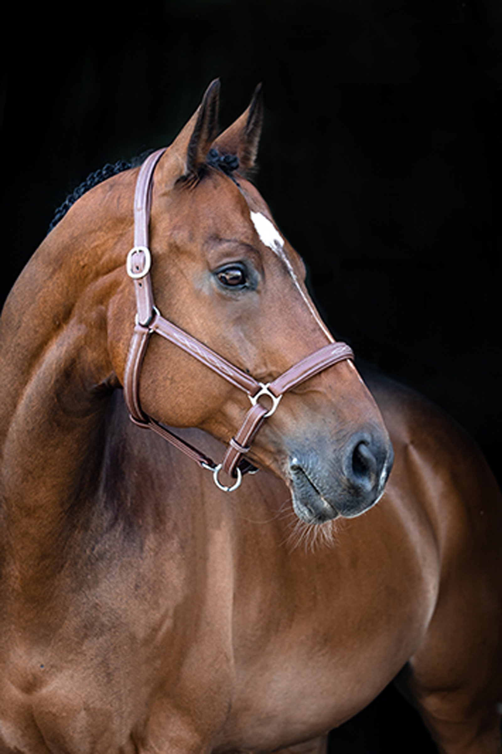 Horze Warren Capezza in morbida pelle