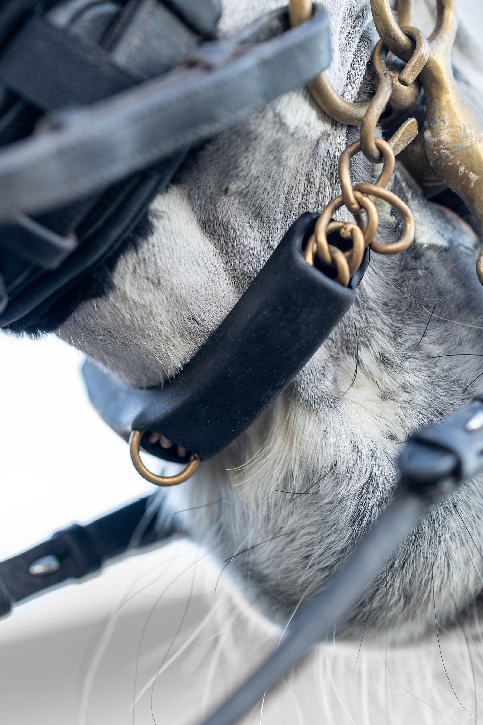 LeMieux protezione per catenella del morso