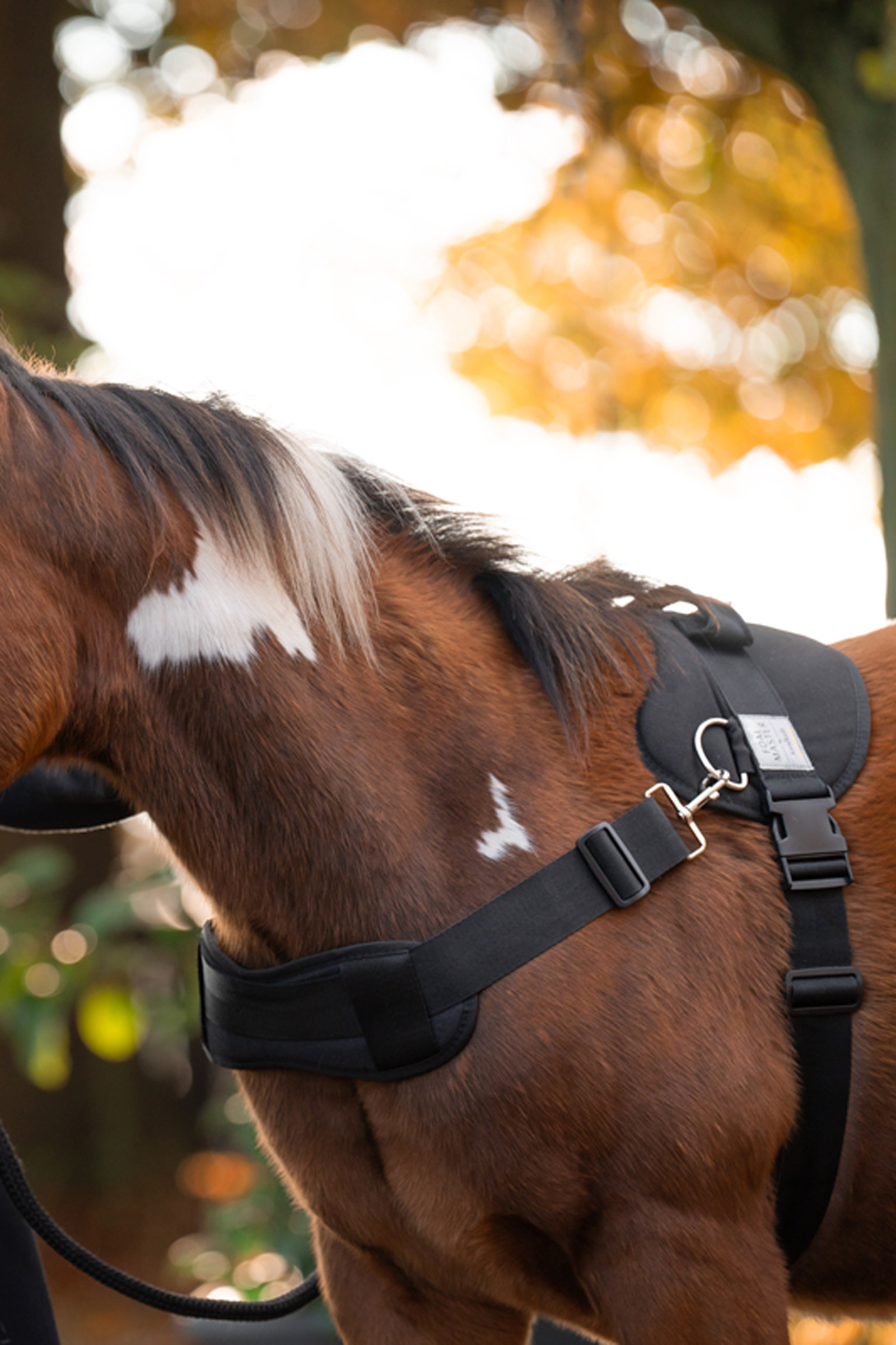 Kavalkade Foalmaster imbracatura per puledro con manico