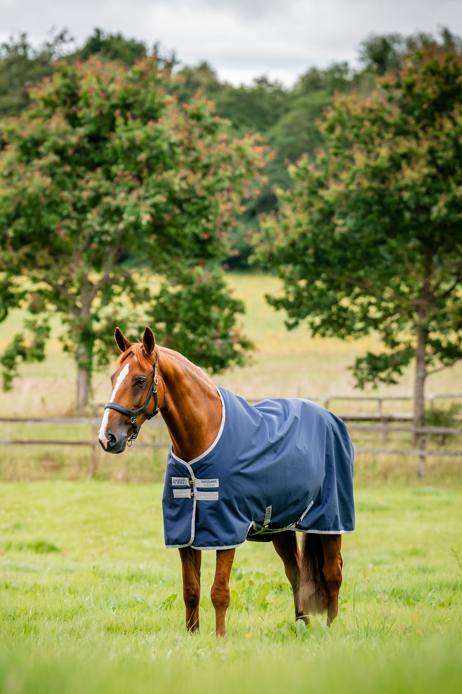 Horseware Amigo coperta da paddock Ripstop 900D, 100 g