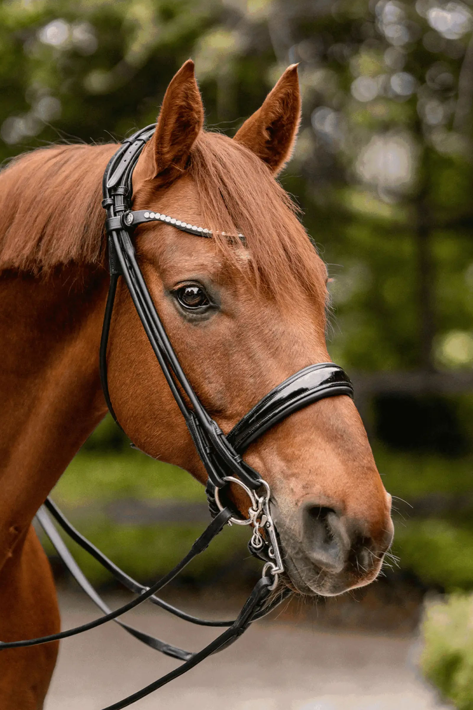 Sprenger Novocontact Weymouth 14mm Sensogan con bracci in acciaio inox da 5cm