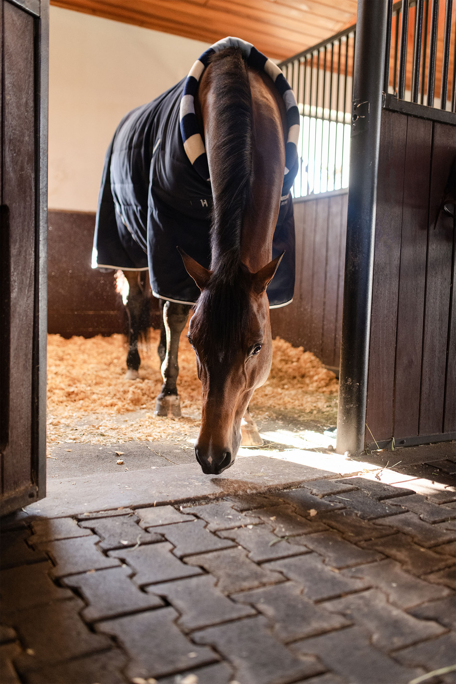 Horseware Newmarket Cosy Coperta da stalla 100g