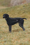 Back on Track, Maglioncino per cane per tutte le stagioni Cassie, 55-60 cm