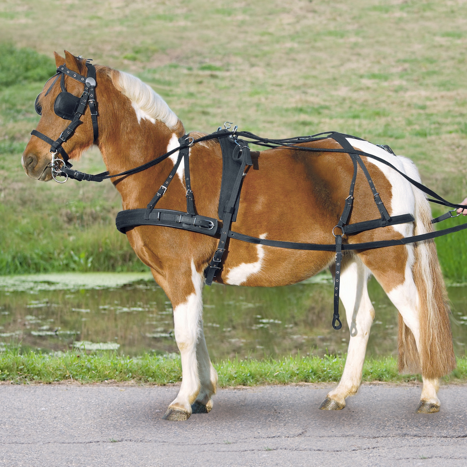 Waldhausen Pettorina Singola Pony e Shetty