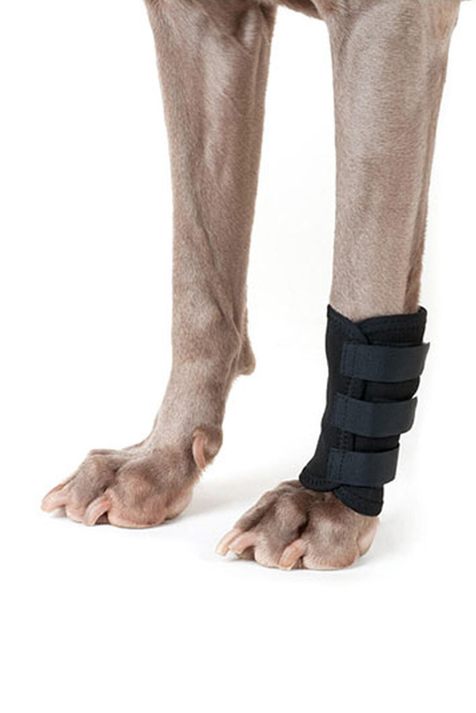 Back on Track Fascia per le zampe del cane (1 pezzo)