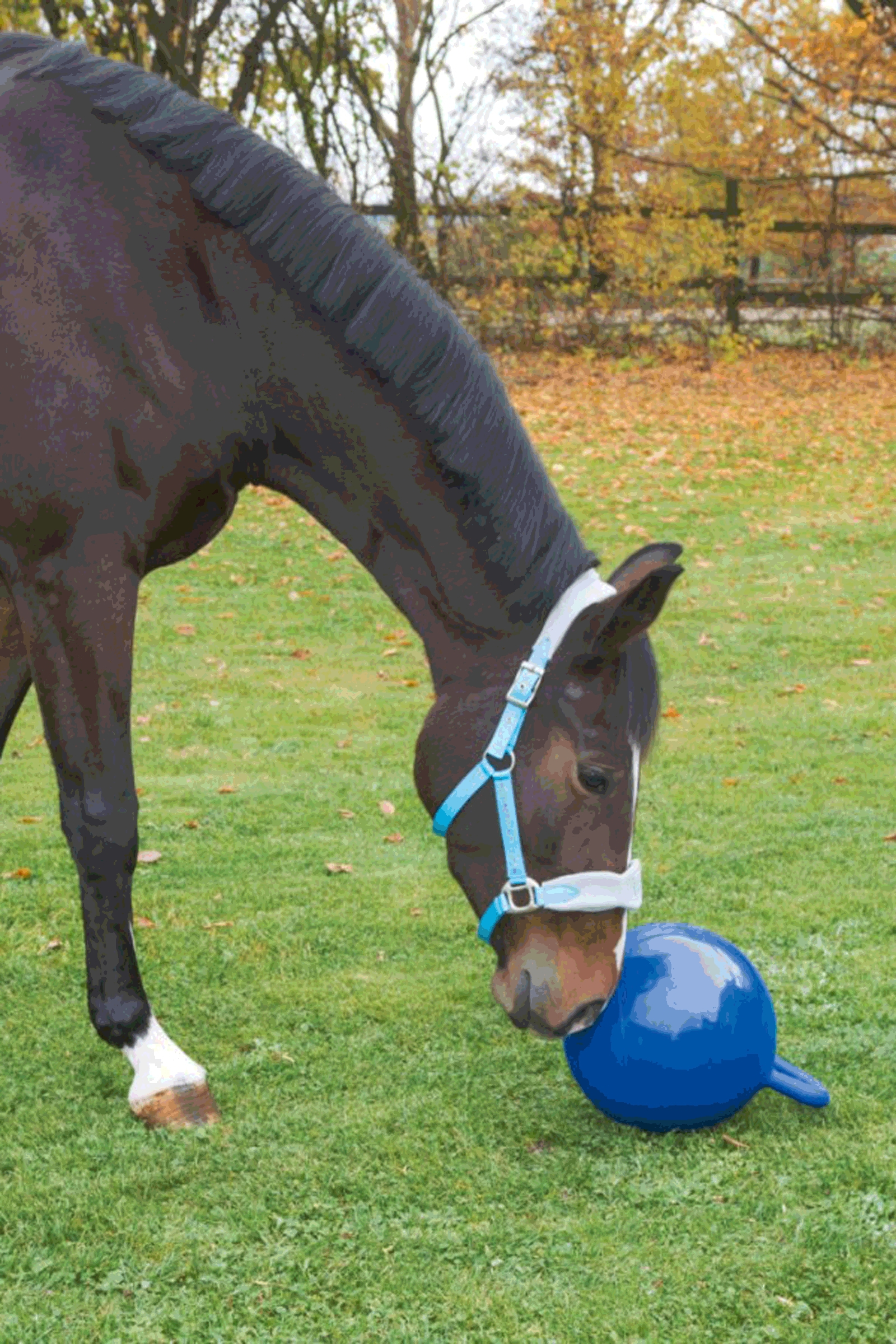 Kerbl, Palla gioco cav. 25cm