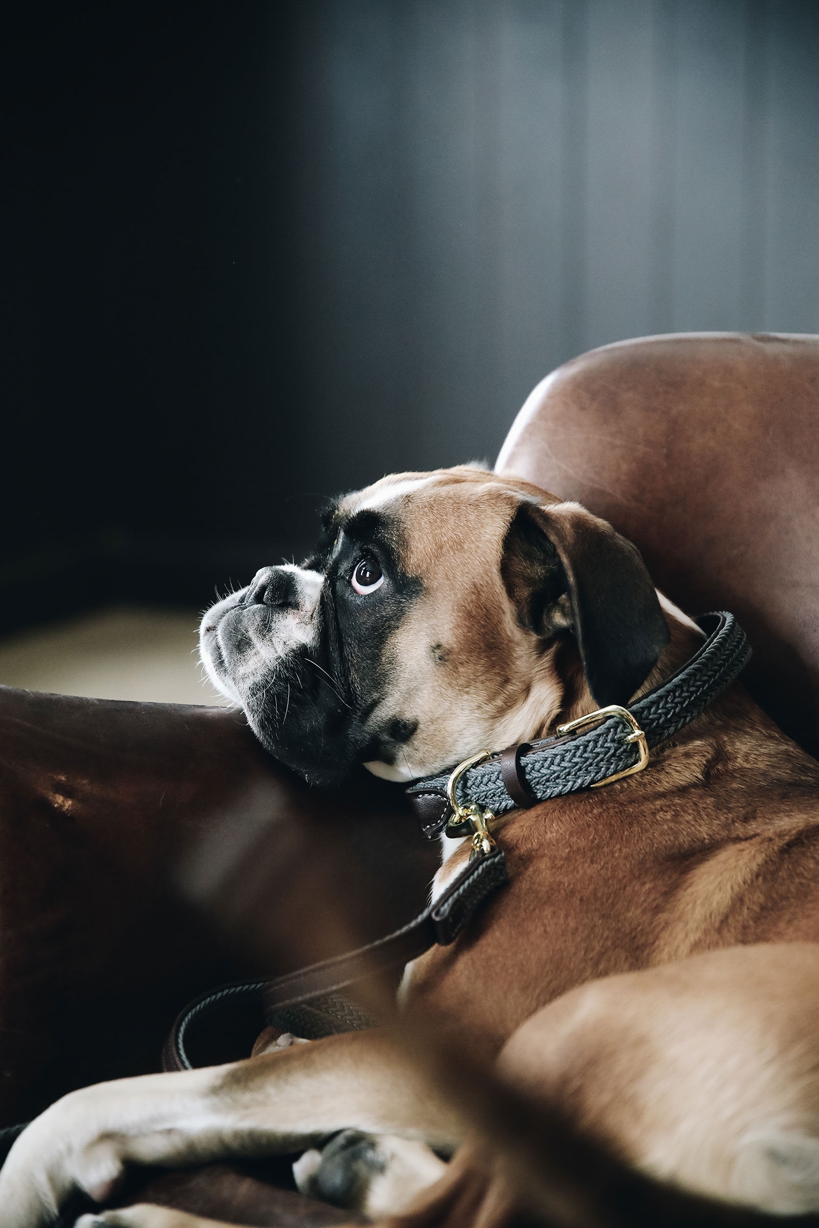 Grey Collare per cani in nylon intrecciato Kentucky Dogwear