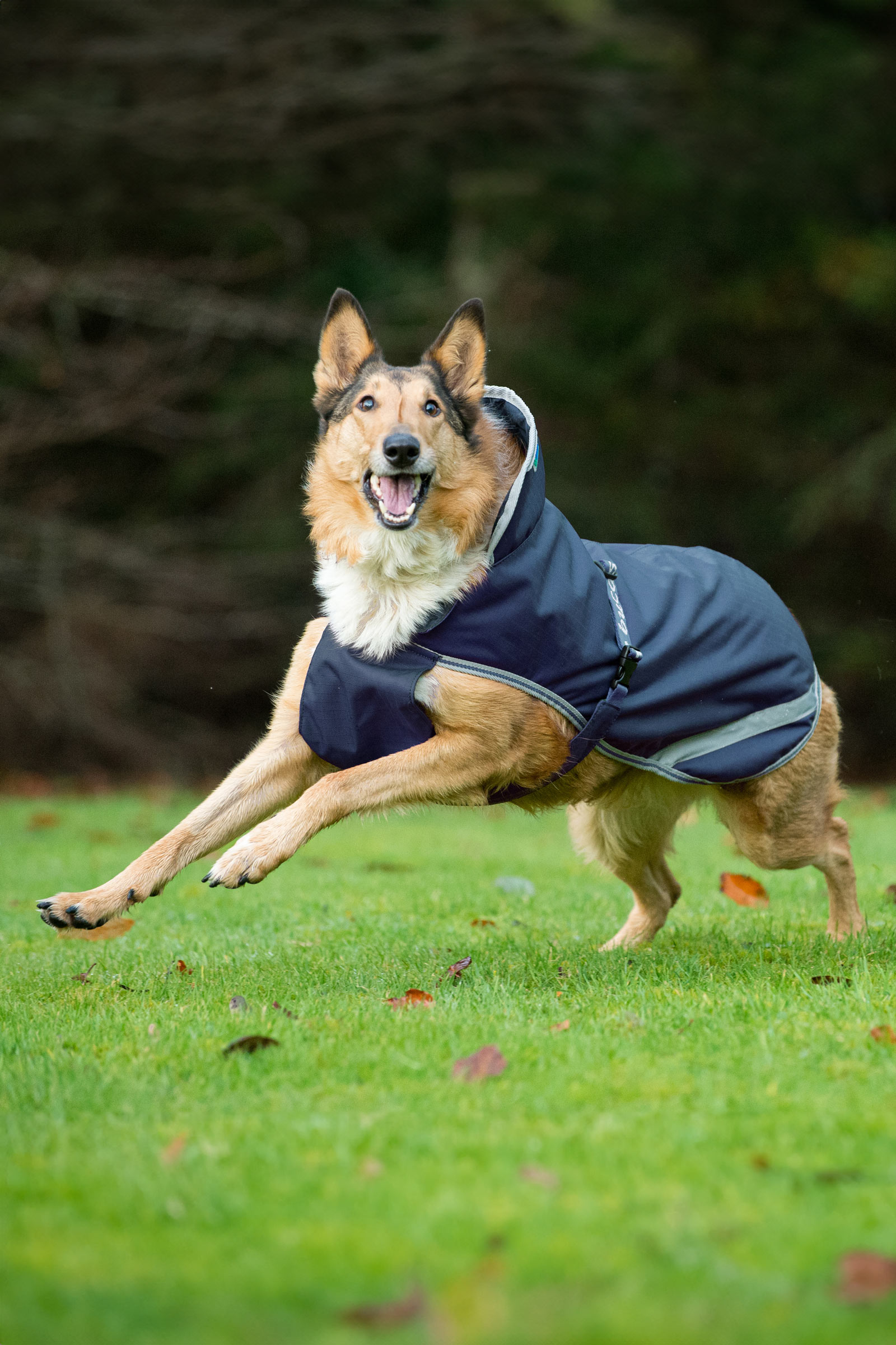 Bucas Freedom Coperta per cani, 50g (50-75 cm)