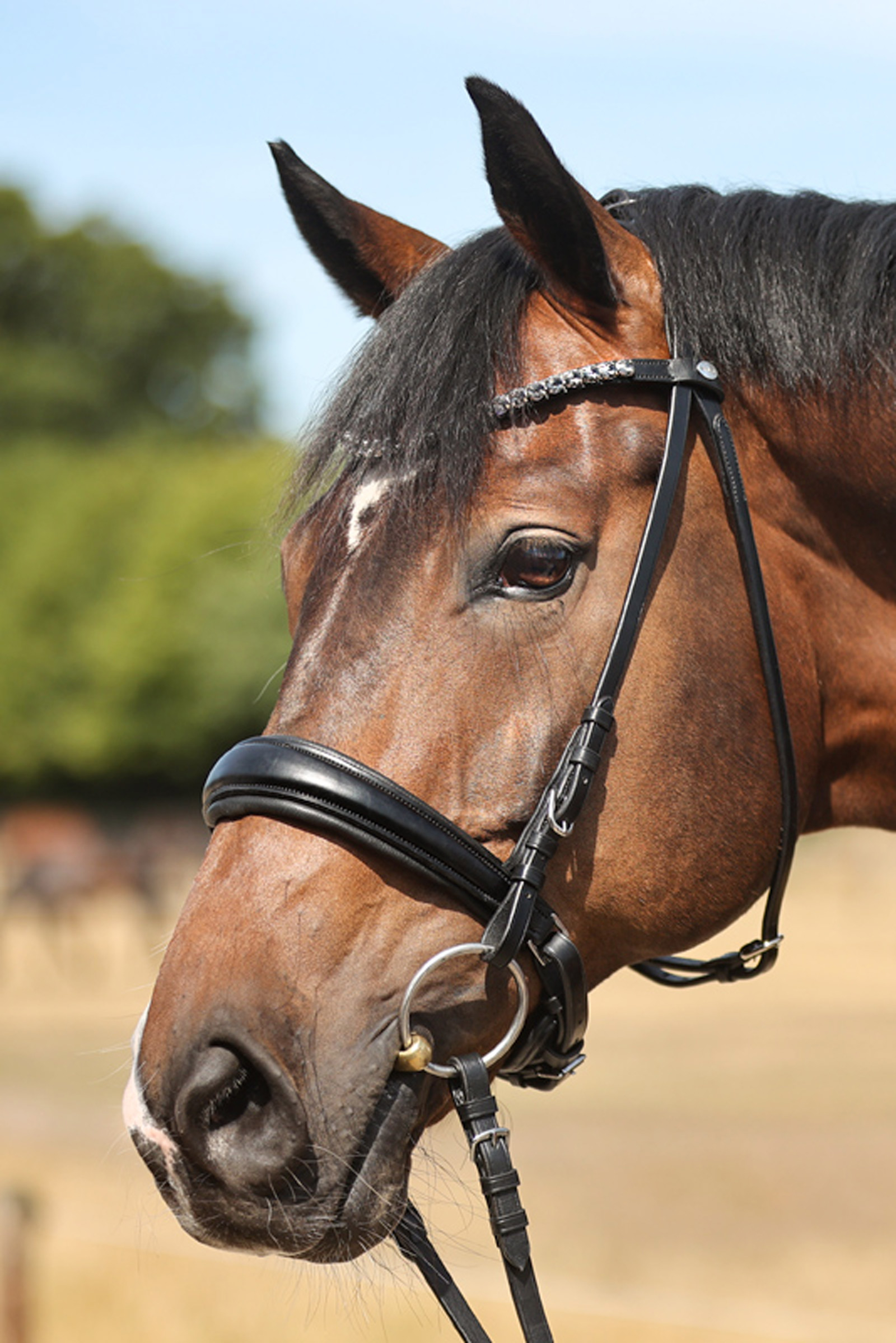 Briglia Kavalkade Ayana KavalSH4