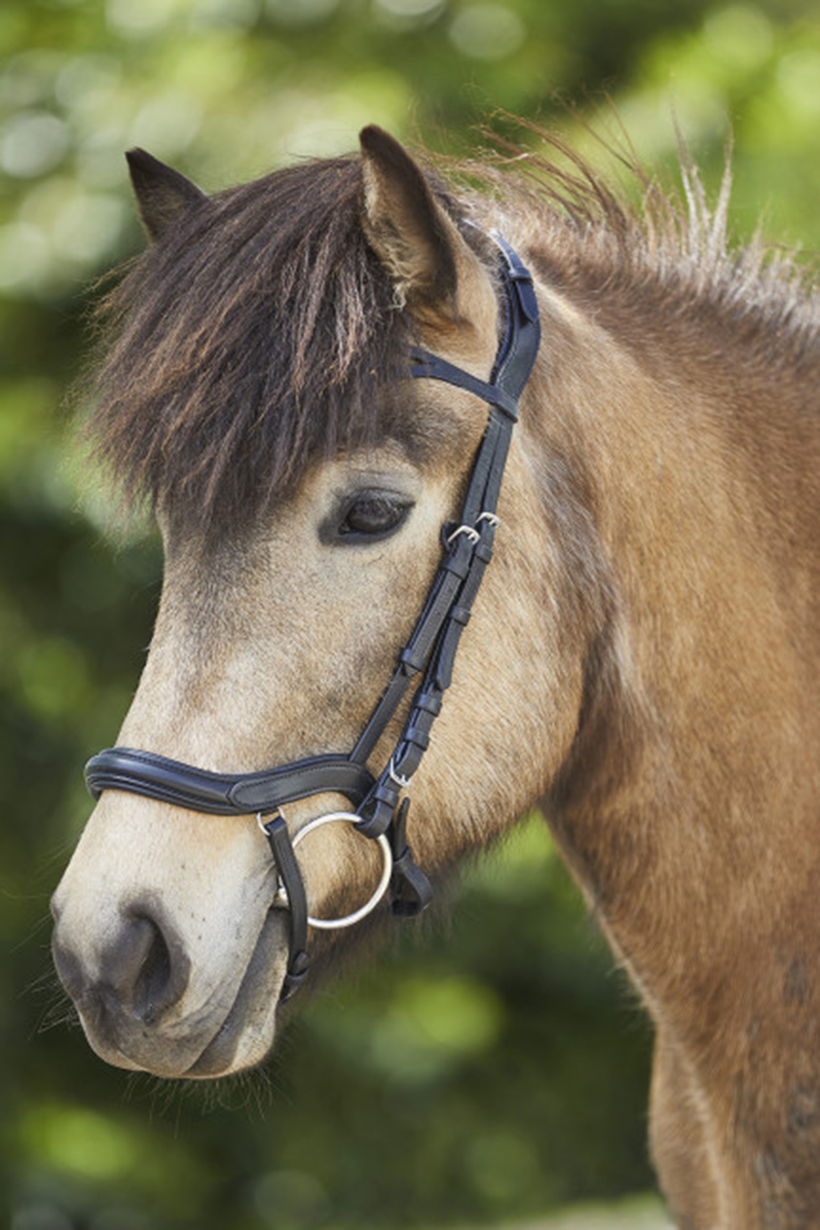 Waldhausen Anatomica Cavezza Islandese