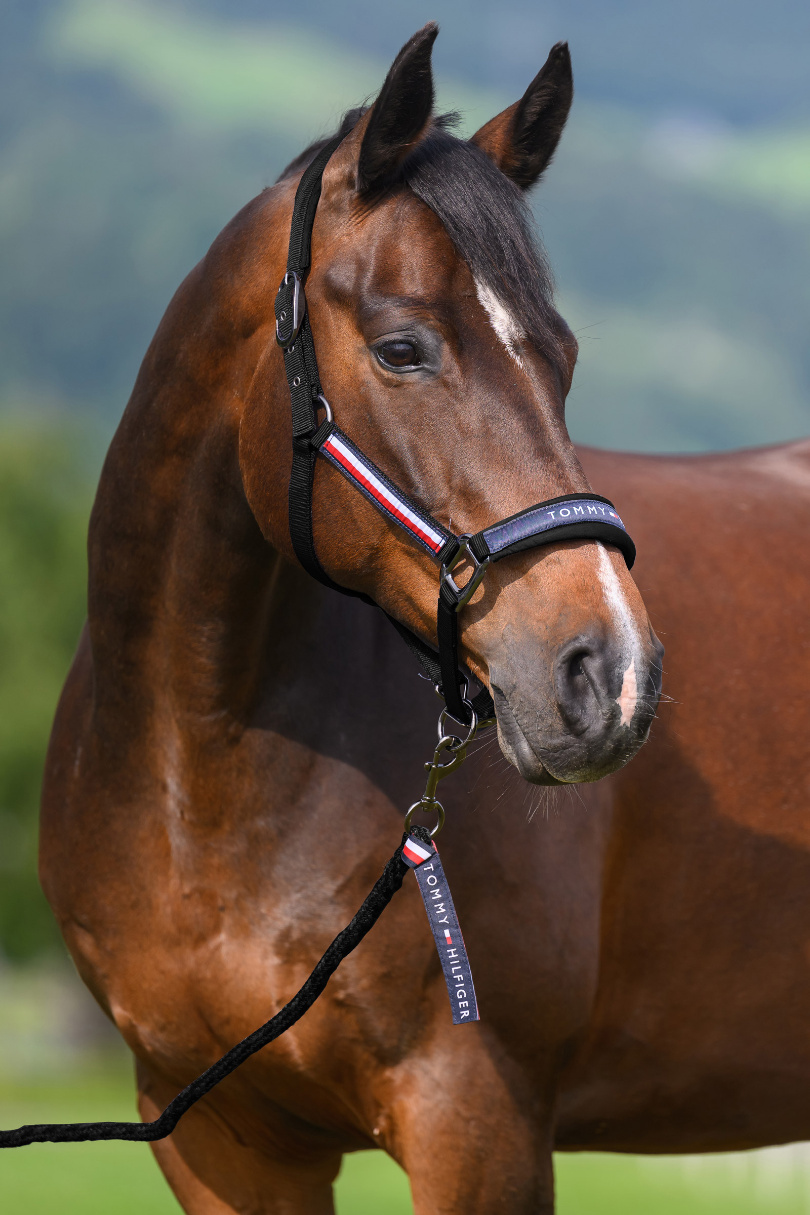 Black Tommy Hilfiger Equestrian Yale set cavezza e lunghina