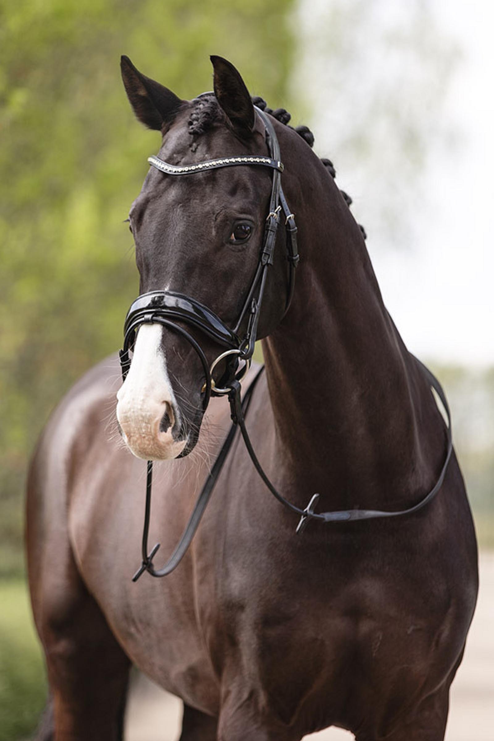 ANKY Anatomic Comfort Fit Briglia con doppio pull back