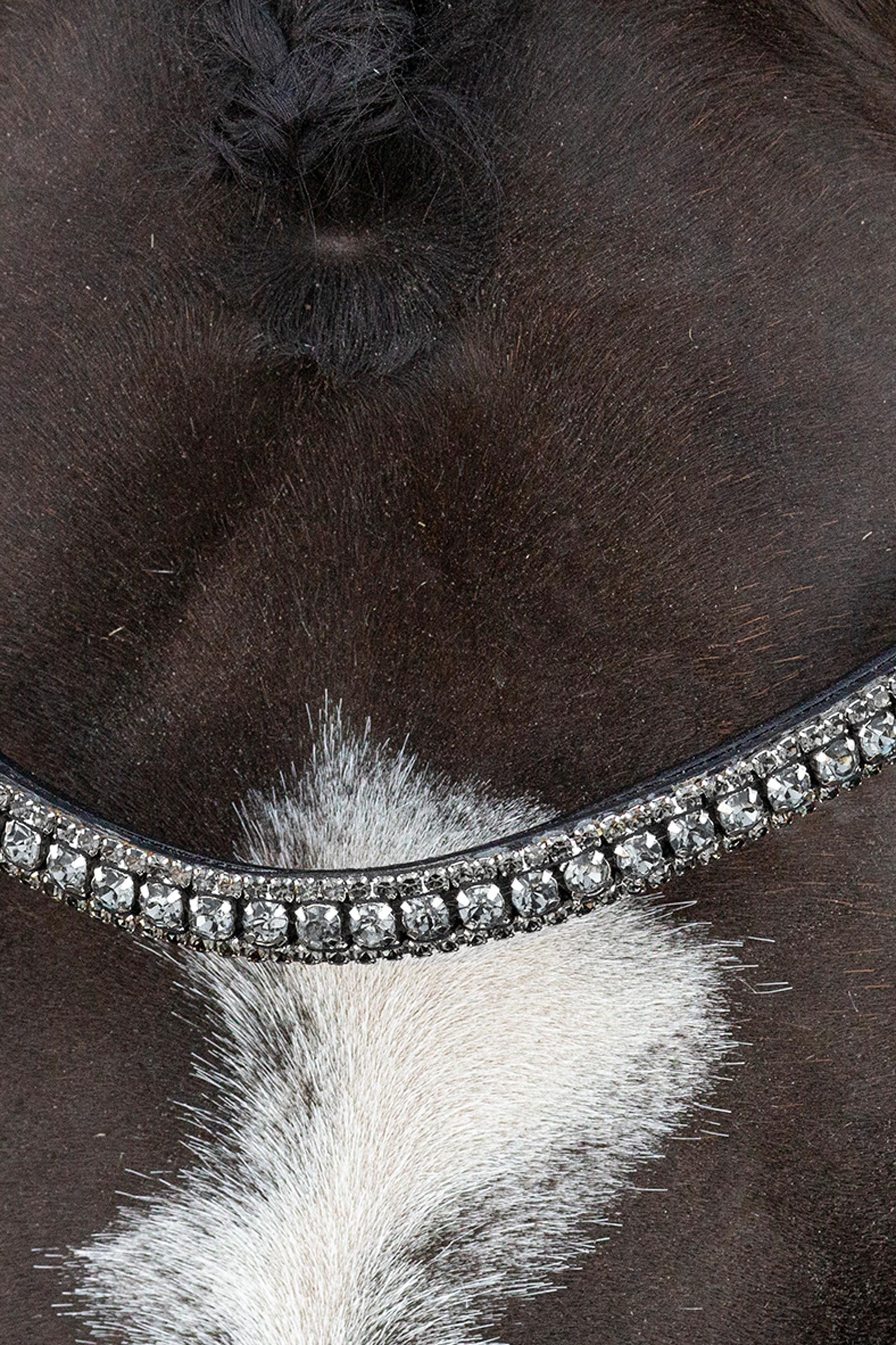 Schockemöhle Sports Brindisi Briglia