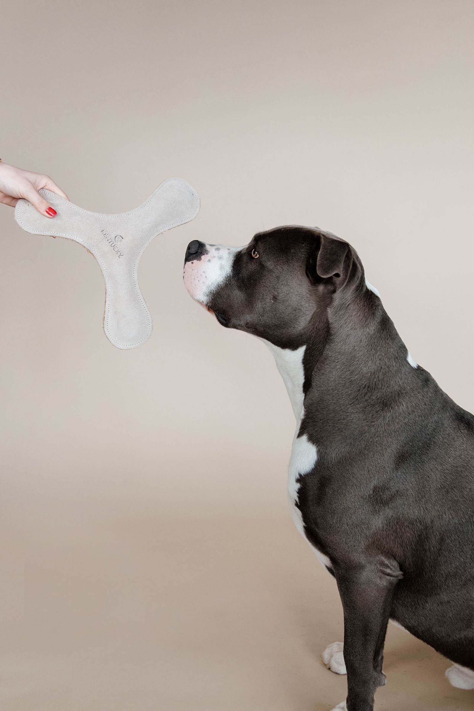 Kentucky Dogwear Pastel Boomerang giocattolo per cani