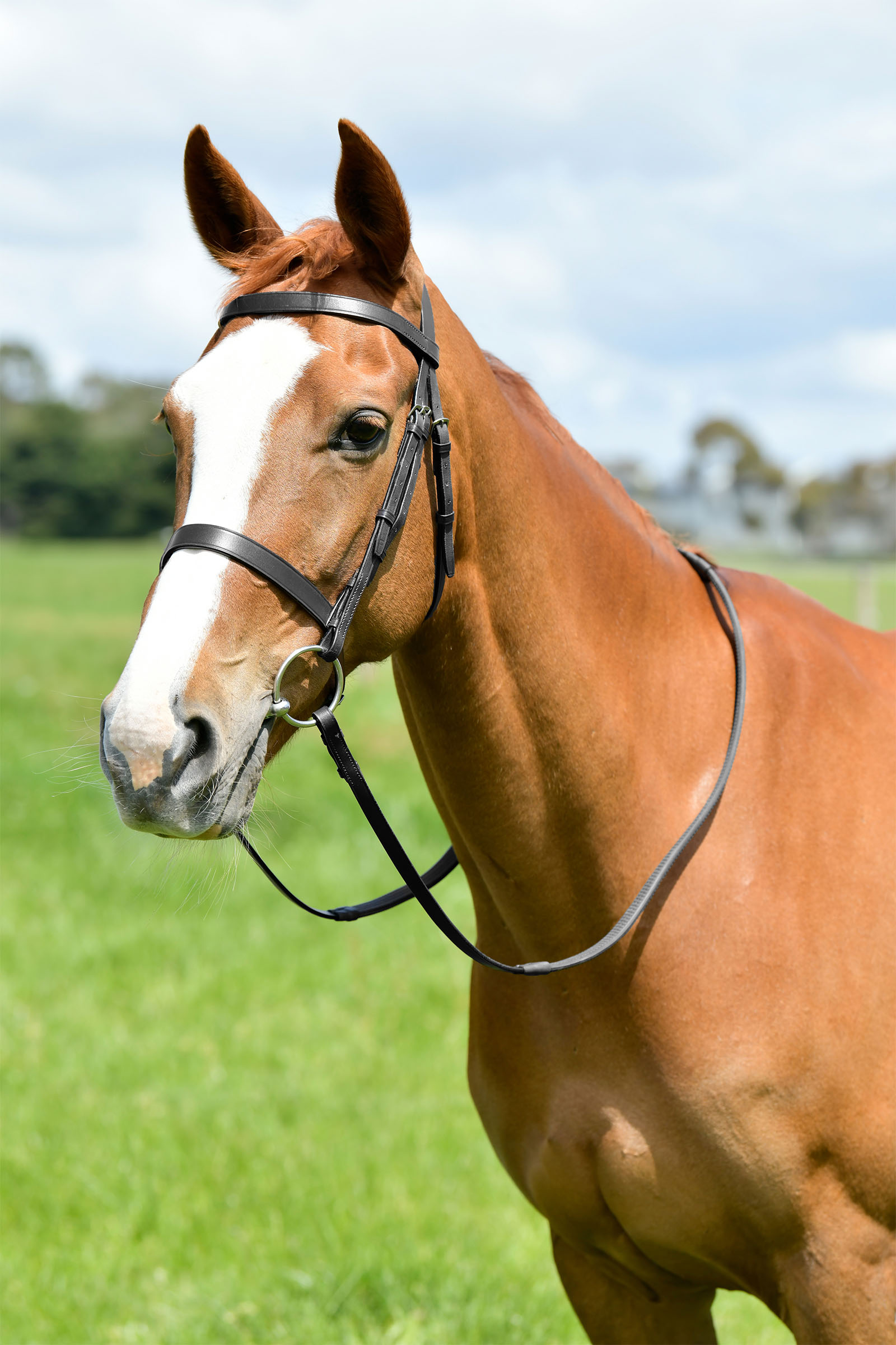 Black Kincade Classic testiera da caccia piatta con redini