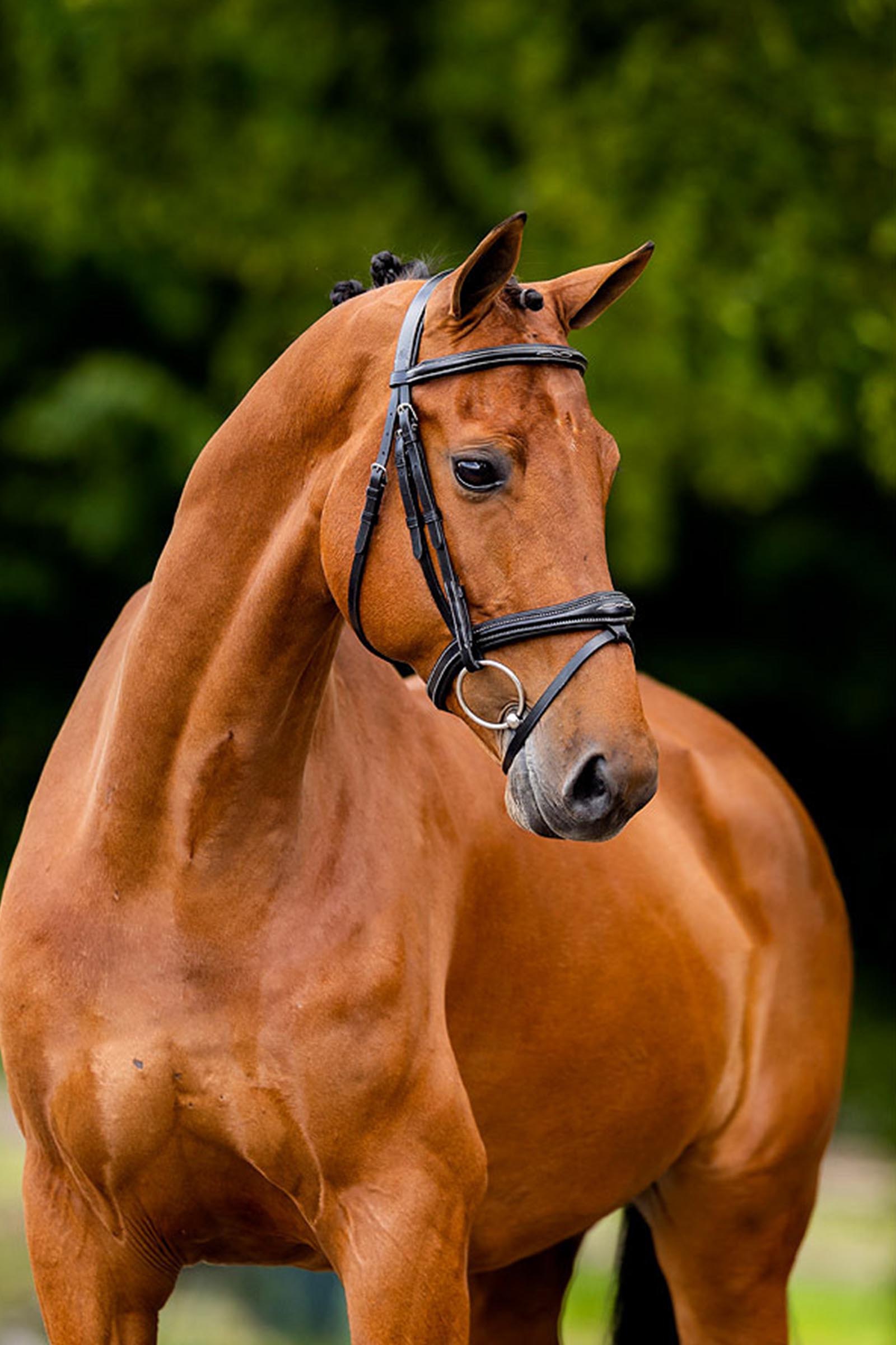 BR Cheltenham testiera