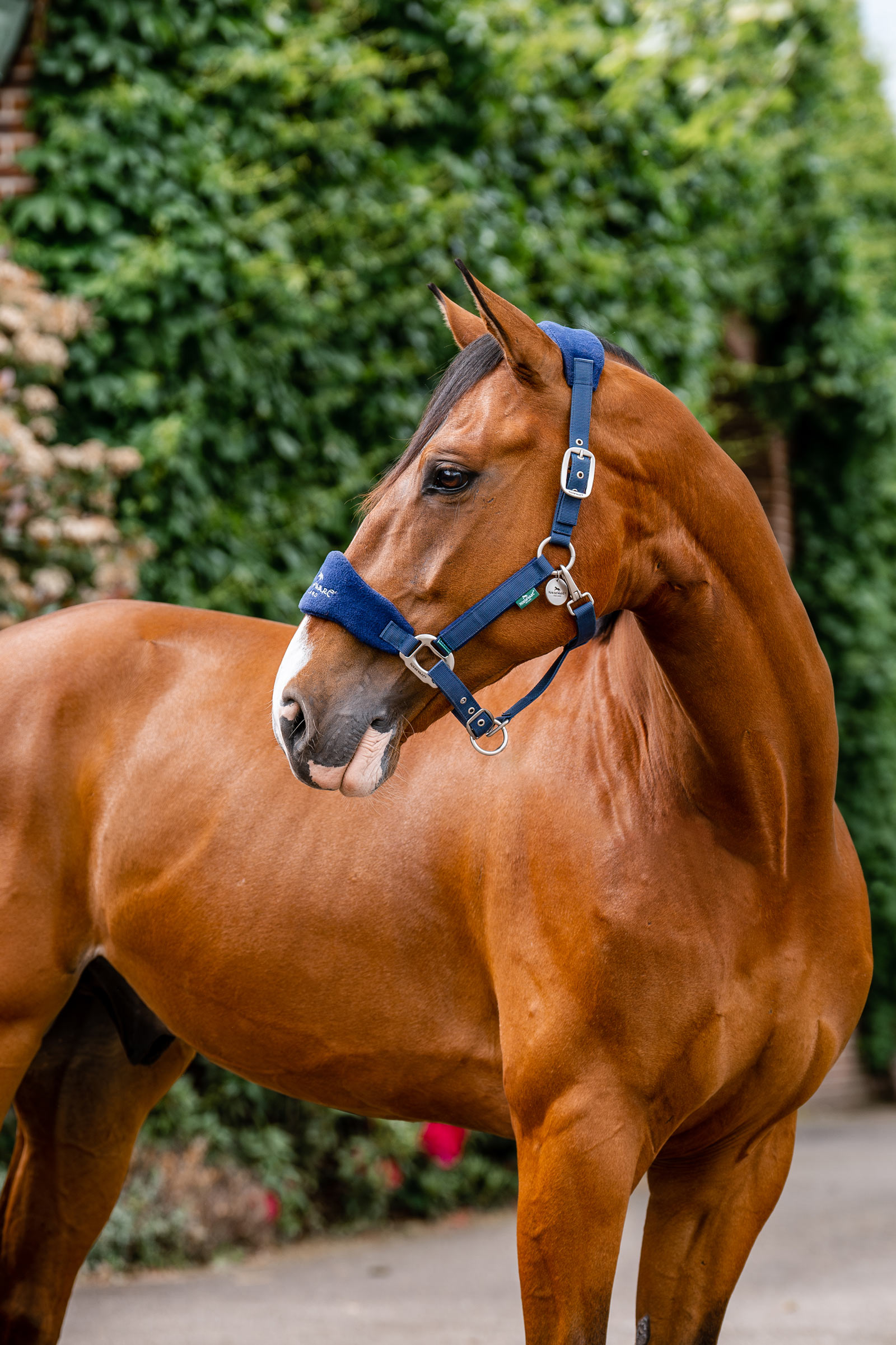 Horseware Signature Redini da Pulizia