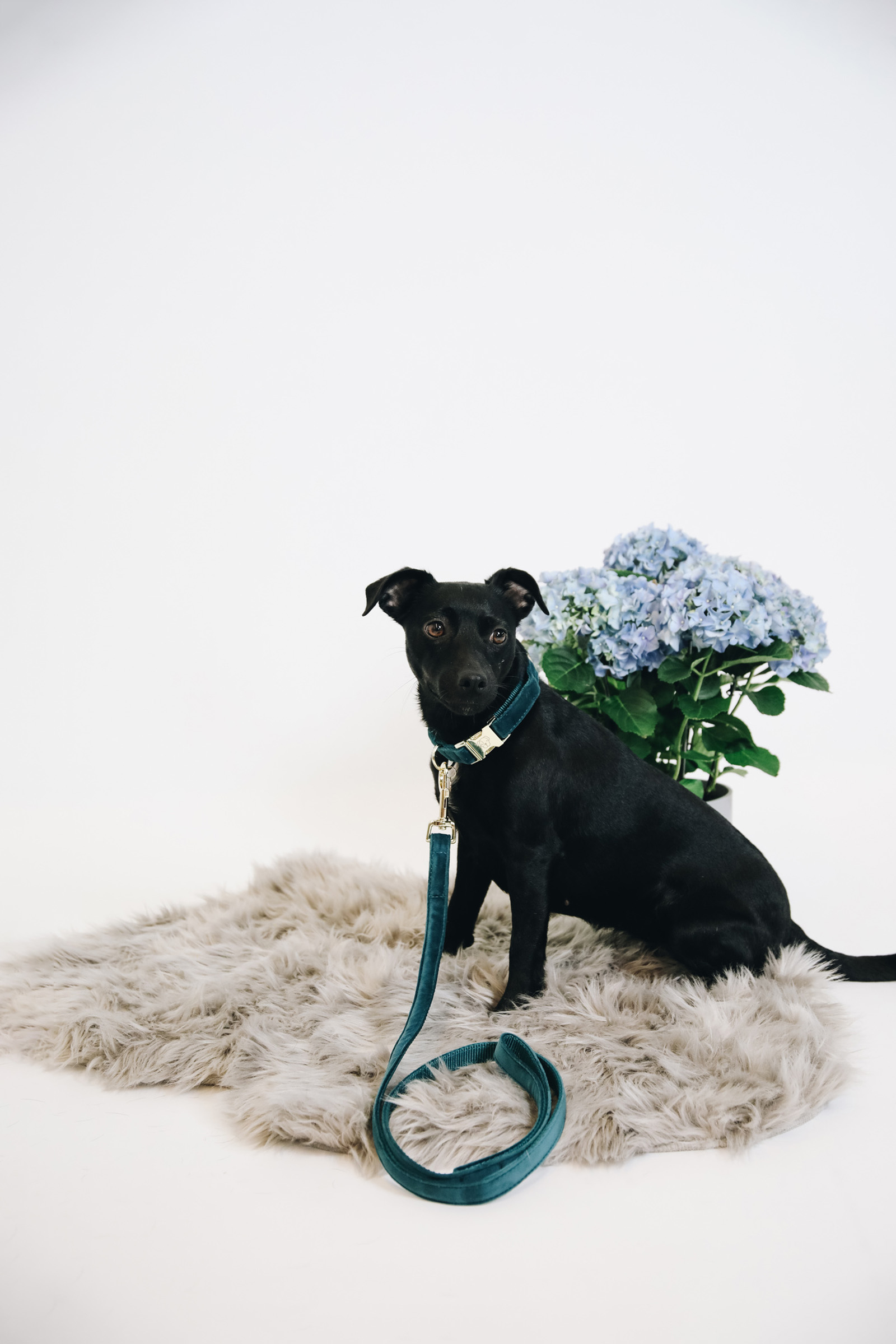 Kentucky Dogwear guinzaglio per cani in velluto