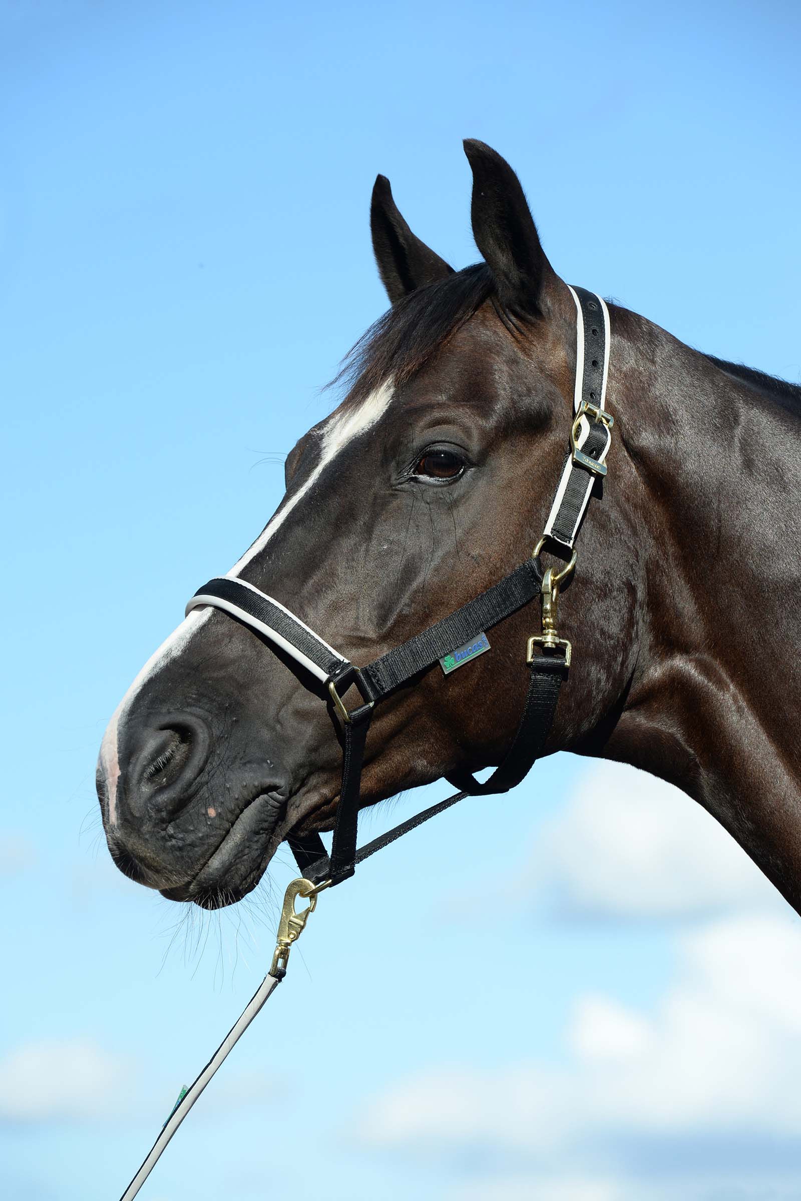 Black/Silver Bucas Dublin Capezza imbottita Luxury