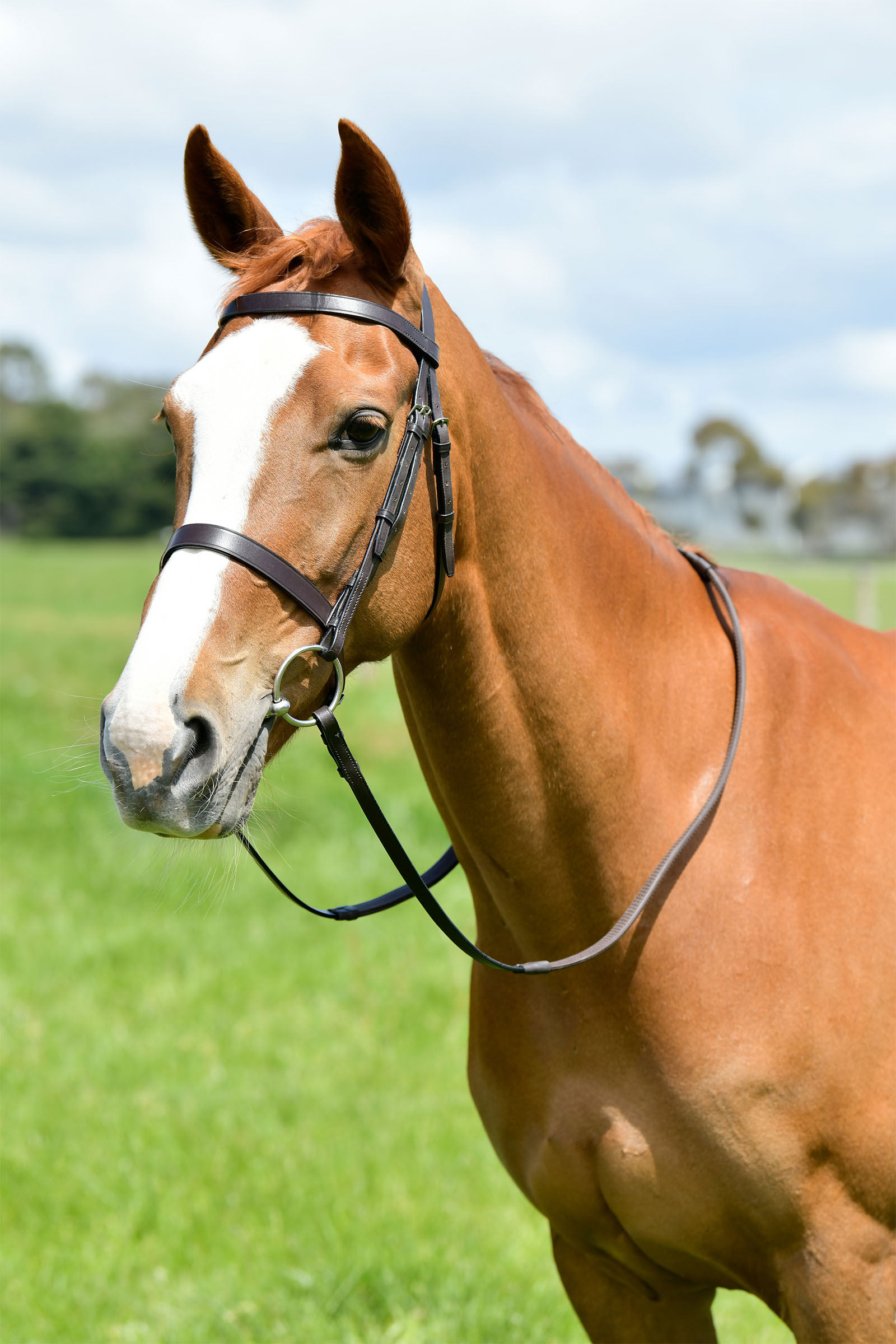 Kincade Classic testiera da caccia piatta con redini