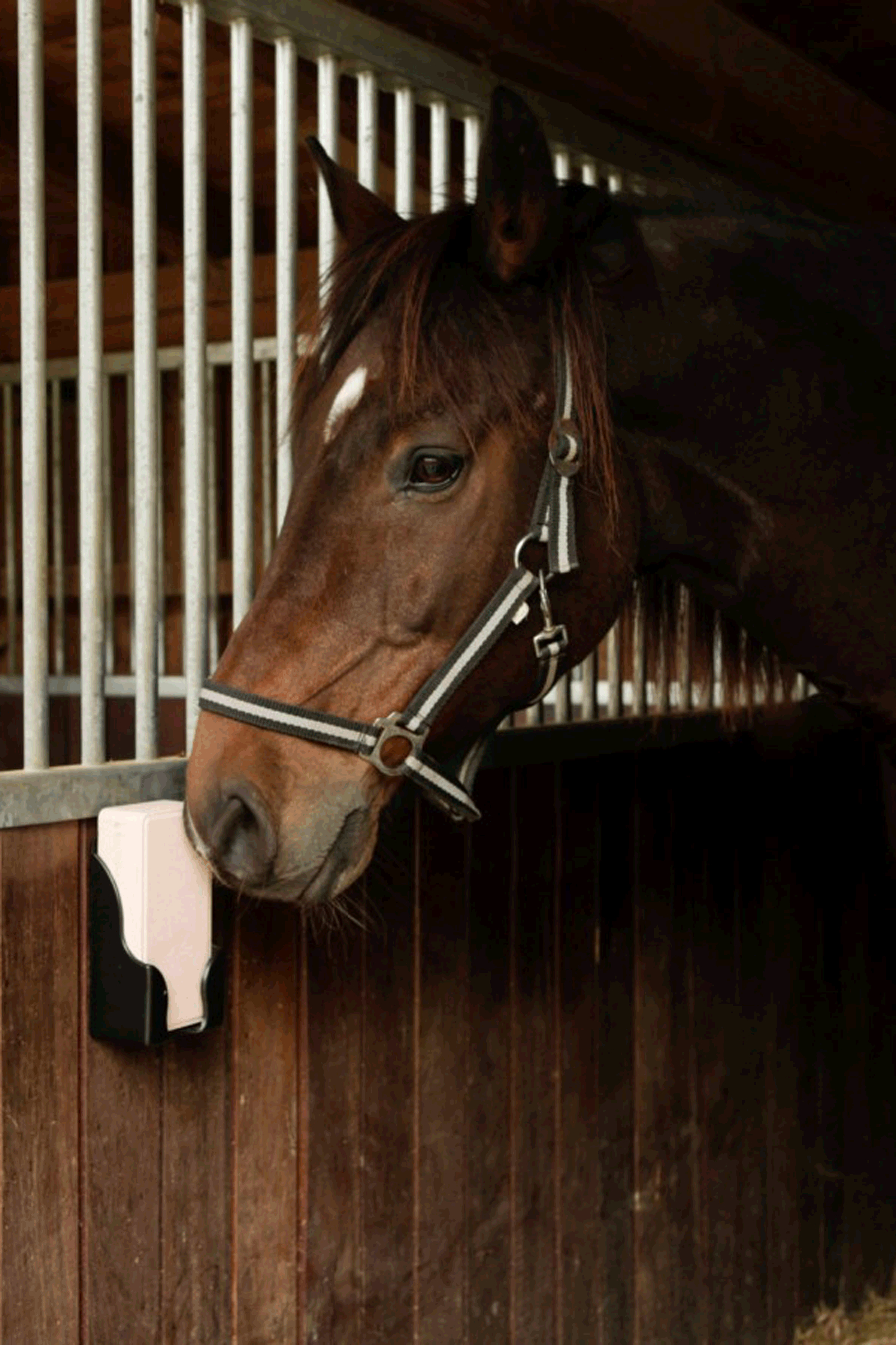 Supporto per blocchi da leccare rettangolari Kerbl