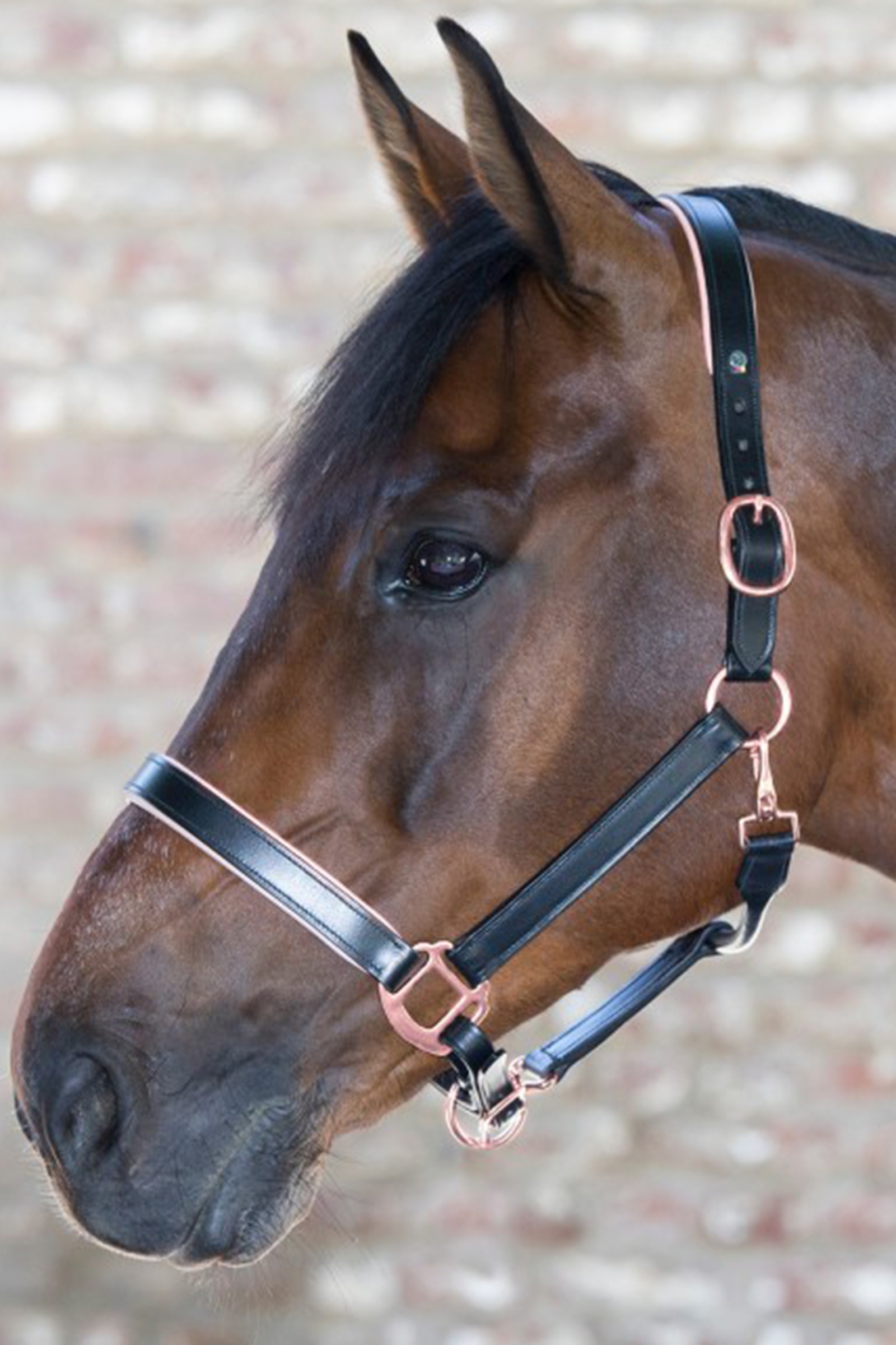 Waldhausen X-Line Capezza In Cuoio Rosé