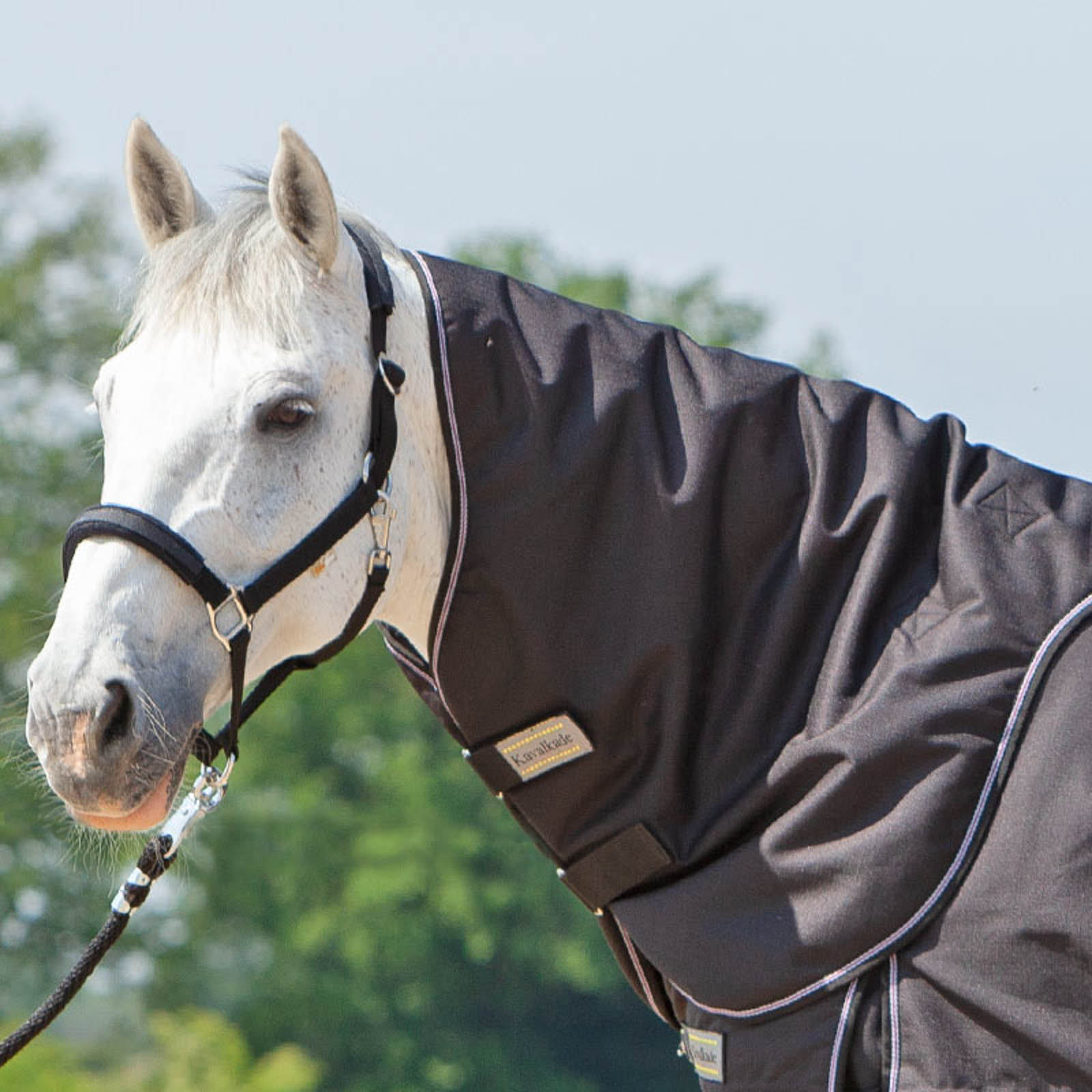 Black Collo Kavalkade per Alaska IV, 100 g