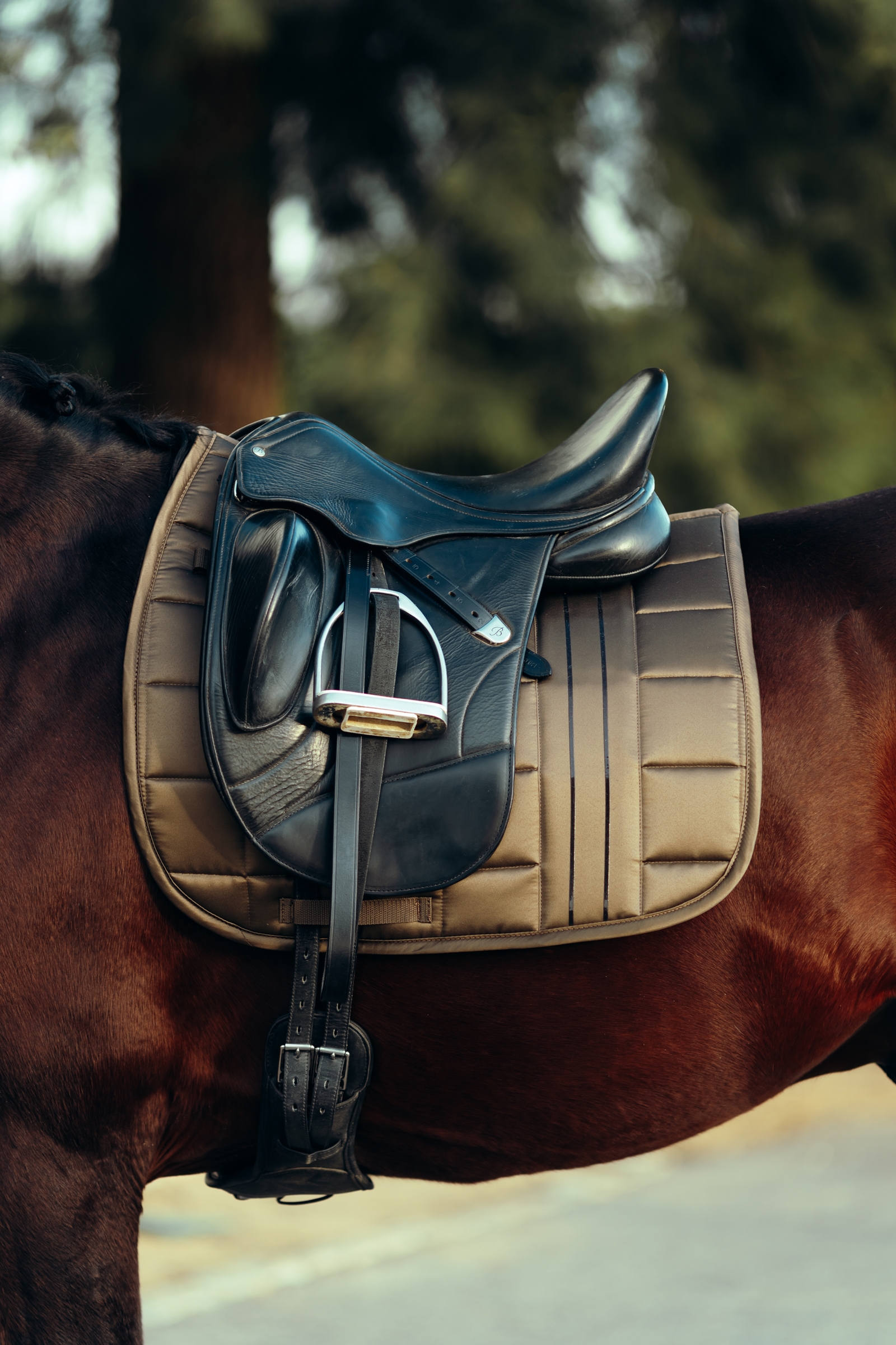 B Vertigo Drew Sottosella da dressage