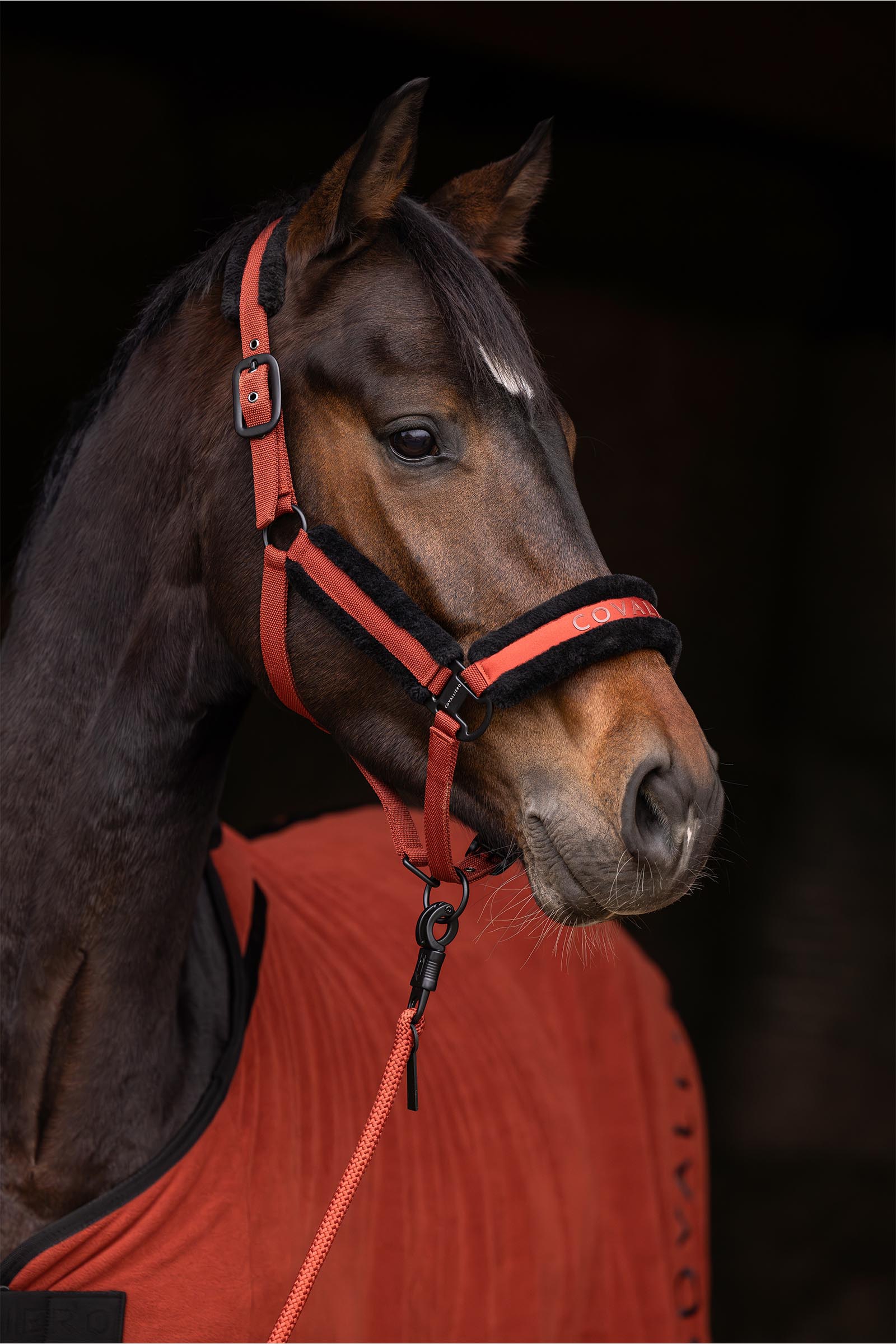 Covalliero Cavezza Imbottita