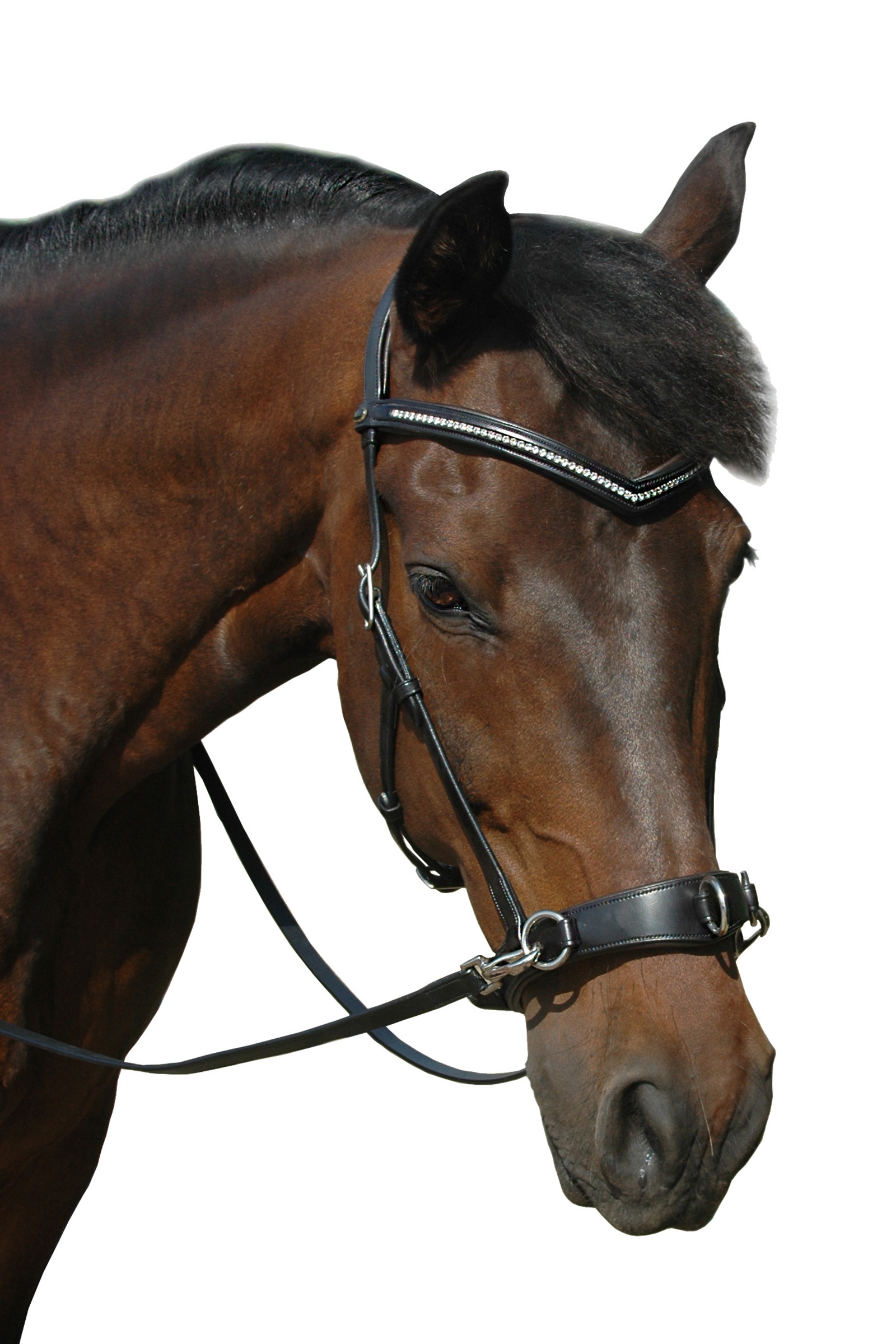 F.R.A. Freedom Riding Articles Wendy B Cavesson, briglia senza morso, redini in cuoio con clip