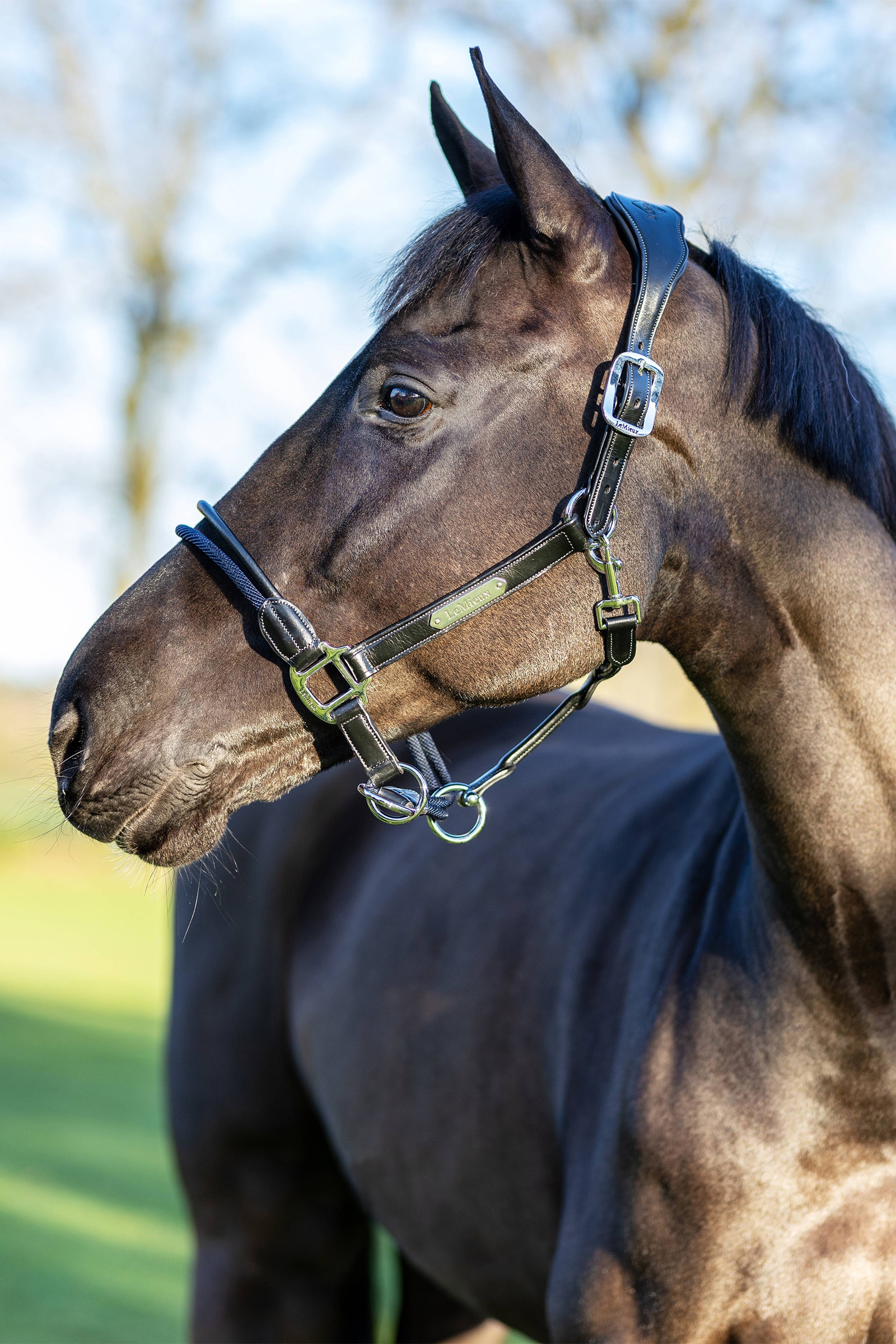 LeMieux Cavezza Control in corda