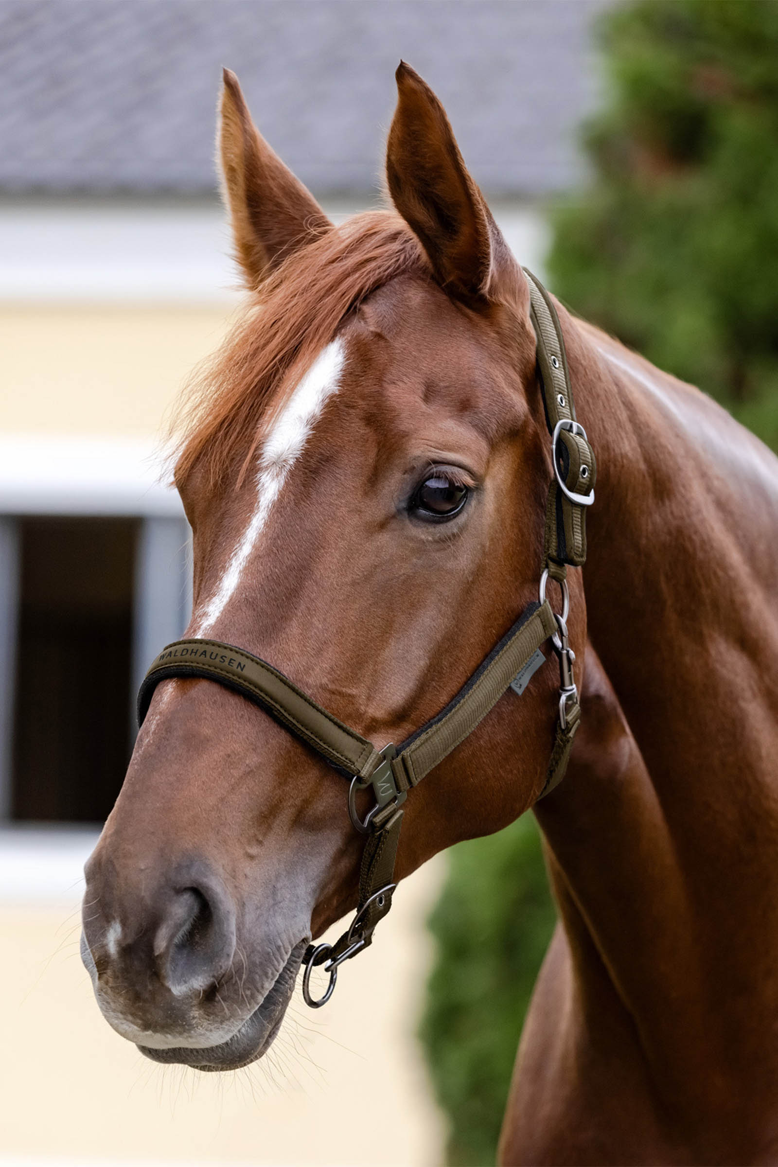Waldhausen Athletic Cavezza