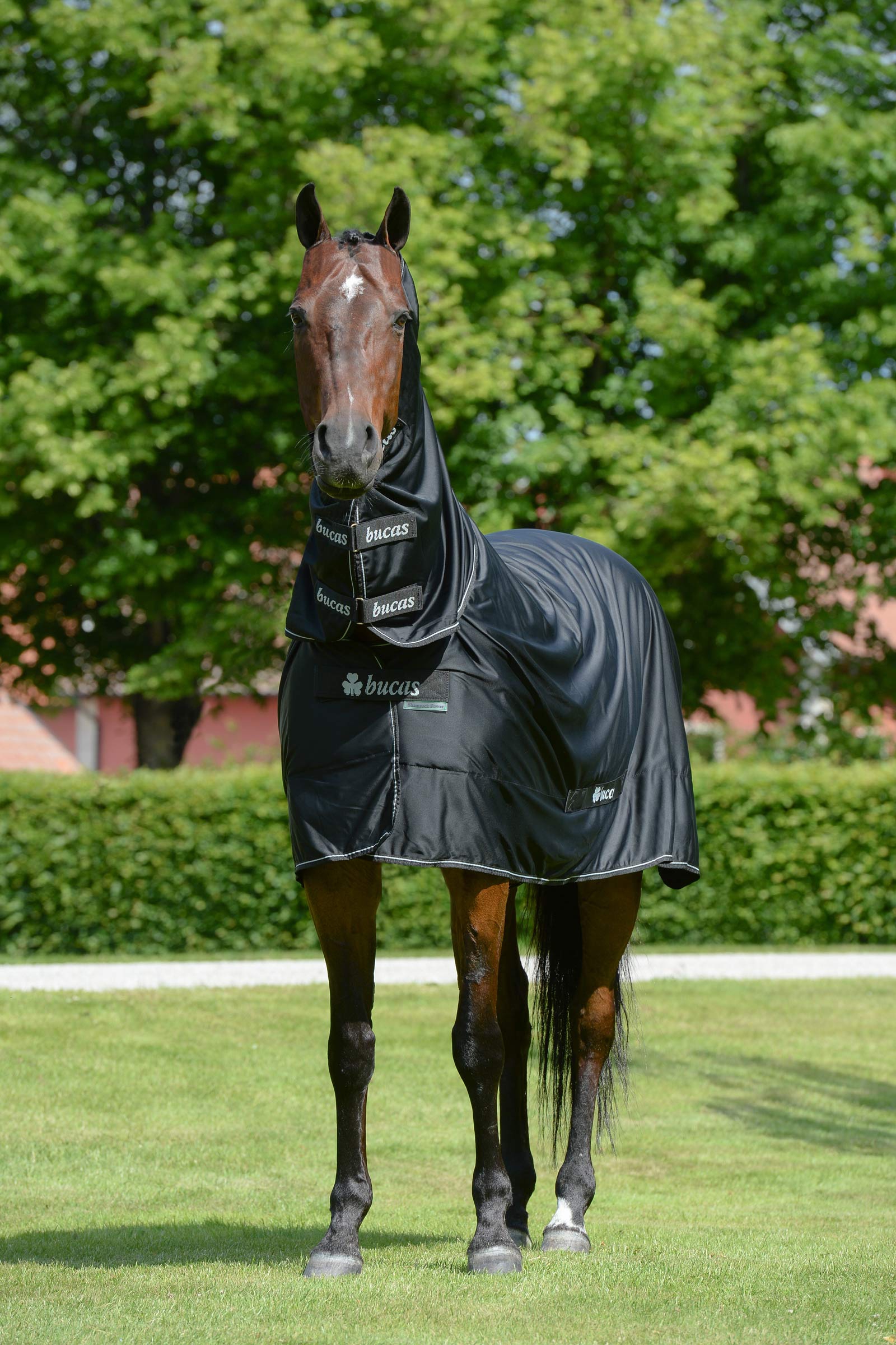 Bucas Shamrock Power coperta con copricollo